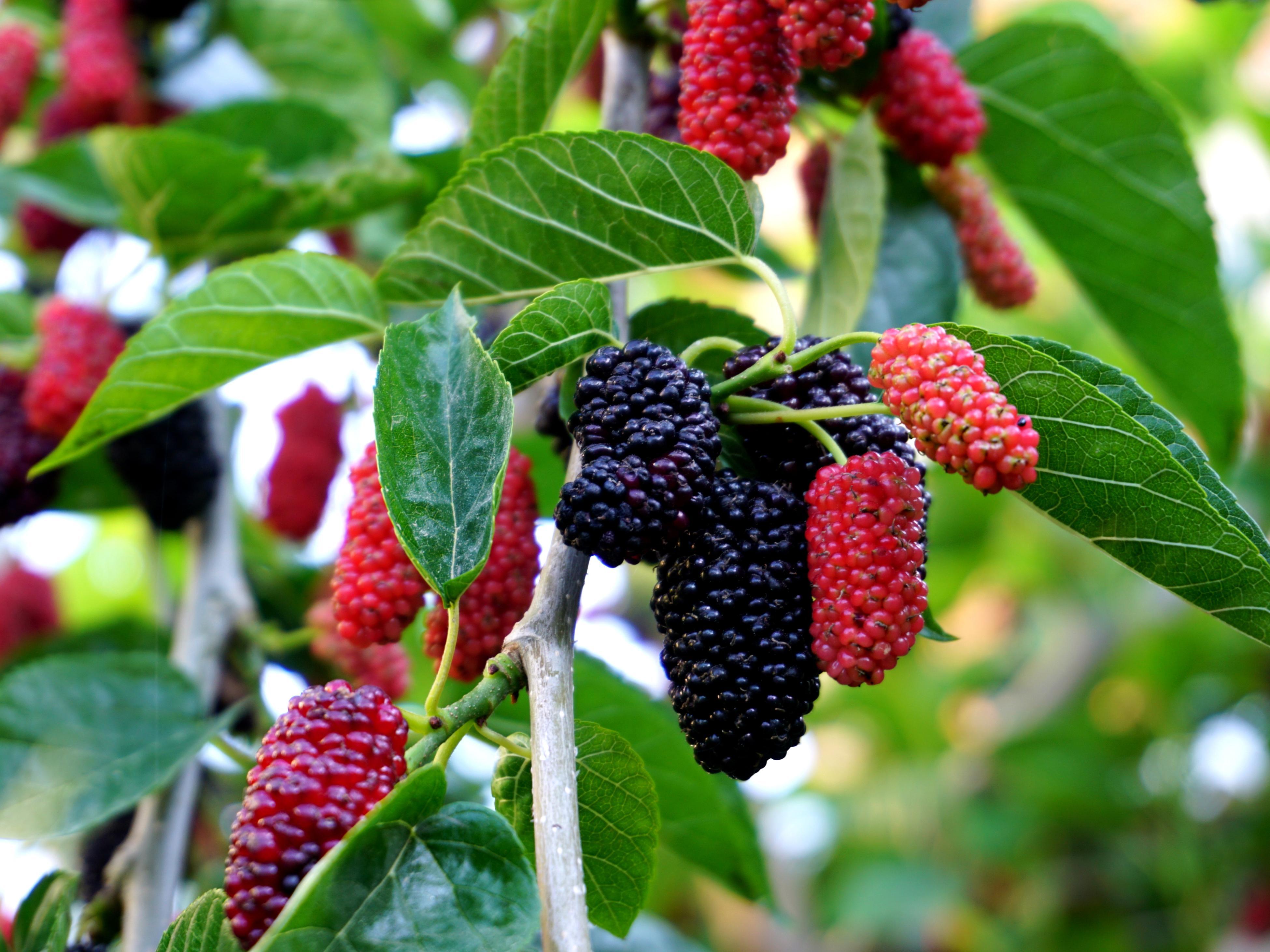 Mulberry Tree at Home