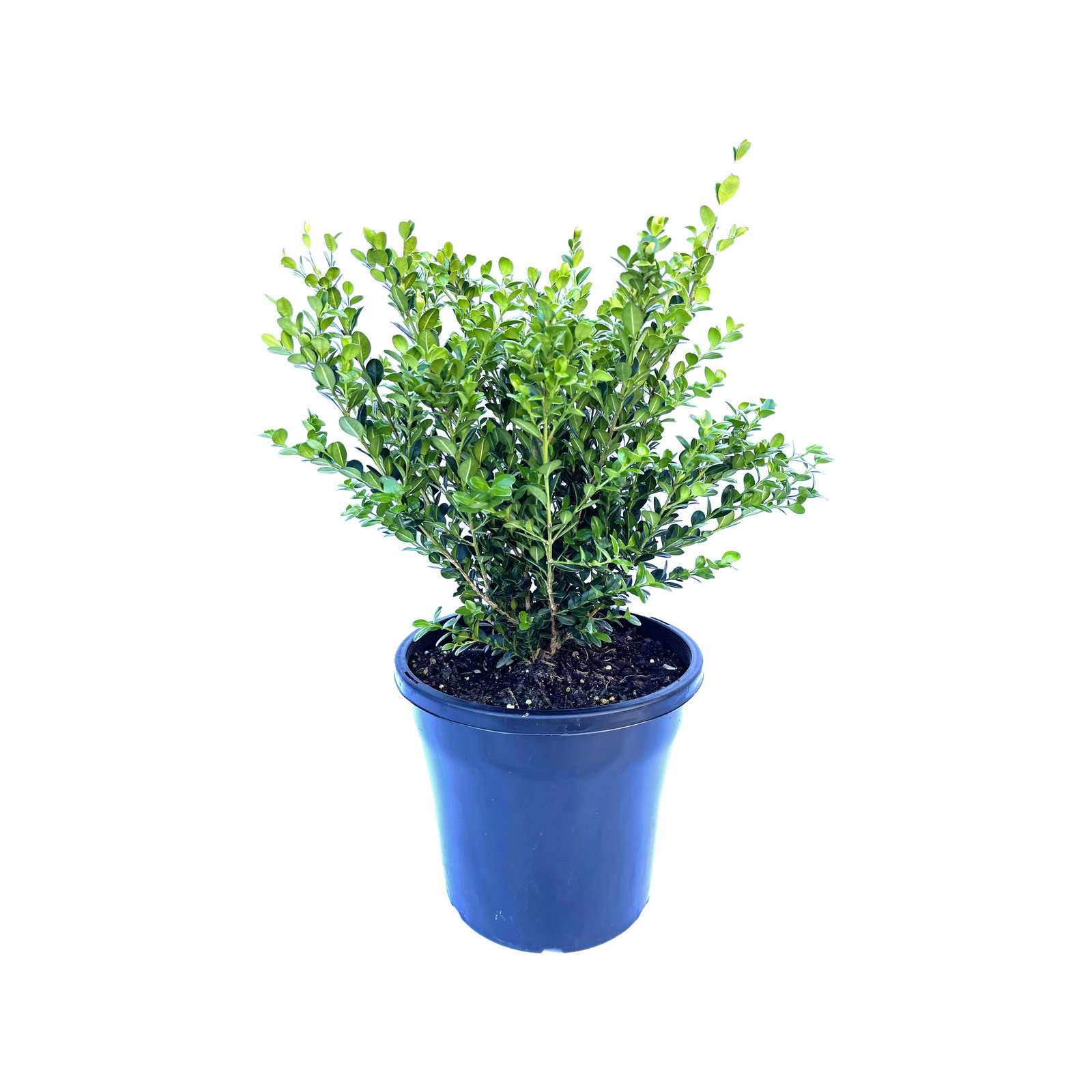 250mm Small Leaved Boxwood - Buxus microphylla Faulkner - Bunnings ...