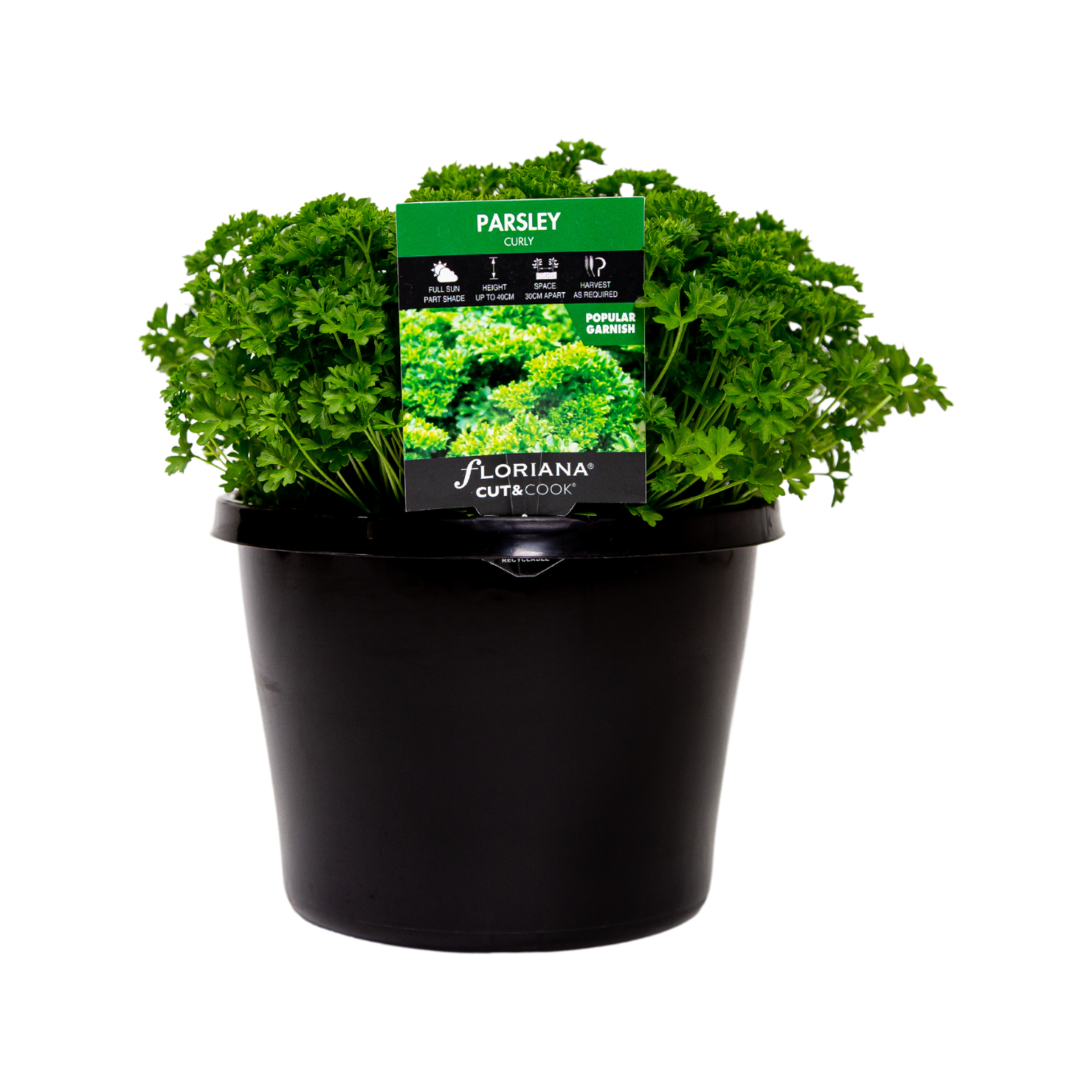 180mm Parsley Curly Petroselinum crispum Bunnings Australia