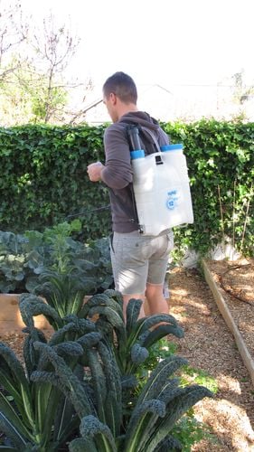 A man uses a Nylex backpack sprayer to water his kale plants