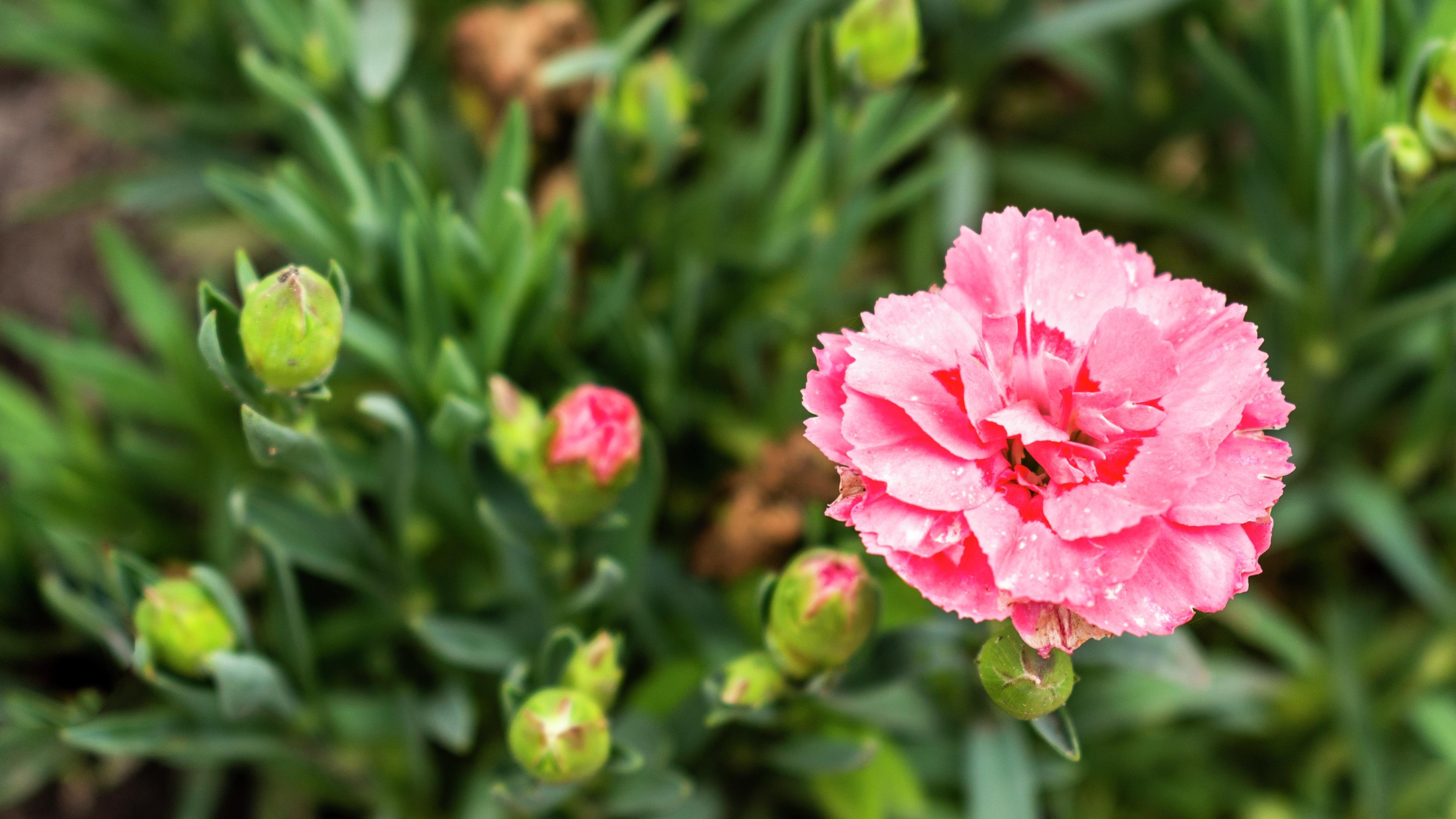 Close up of a vibrant pink dianthus flower