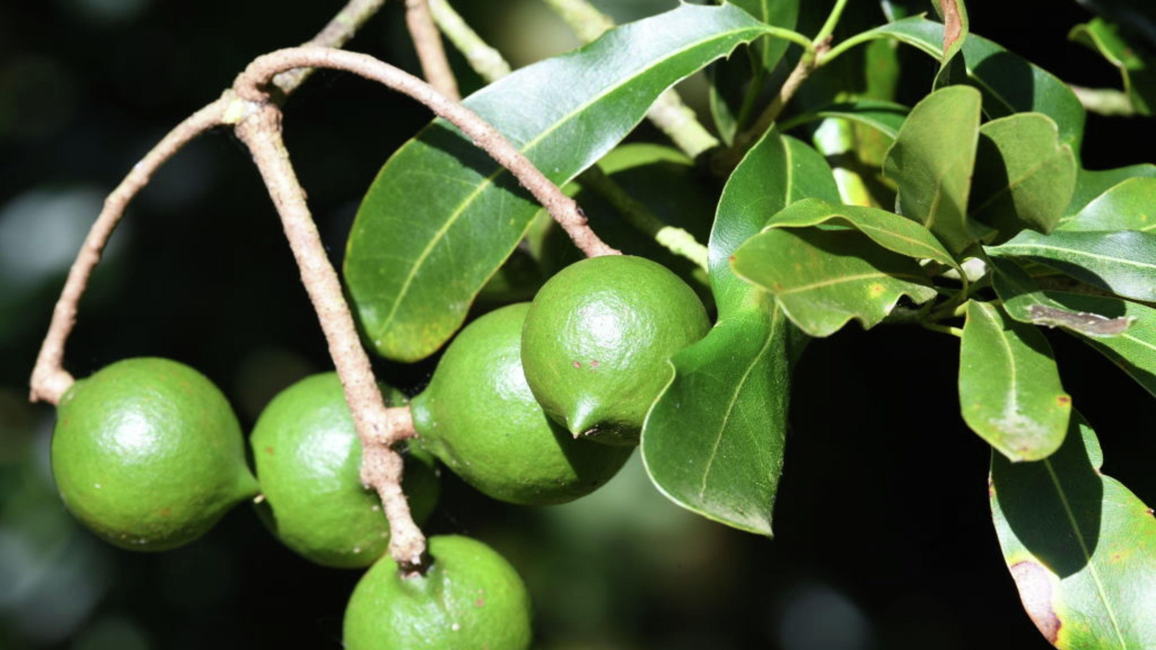 Close-up of a Beaumont macadamia nut tree