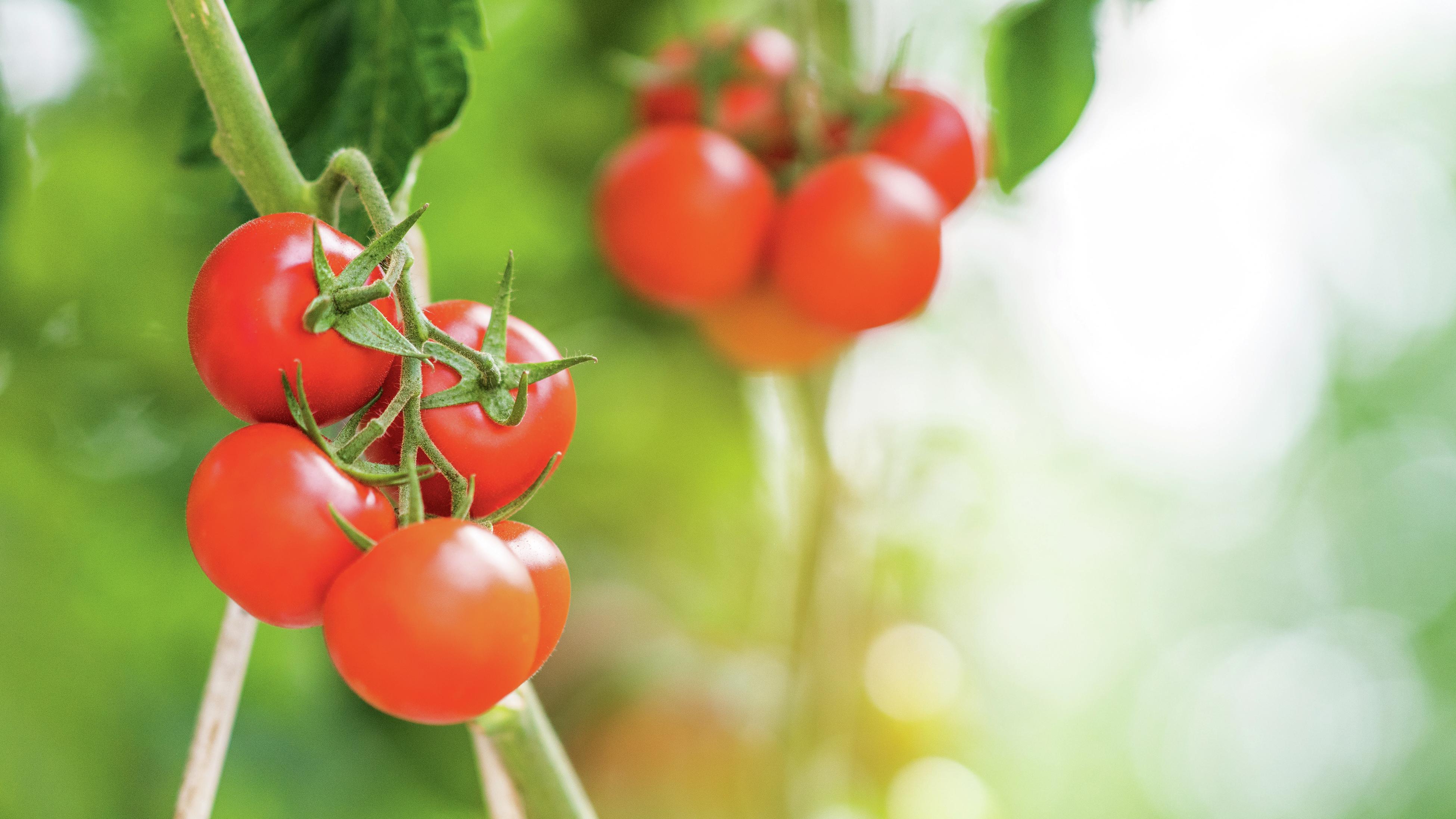 Red tomatoes growing on a vine
