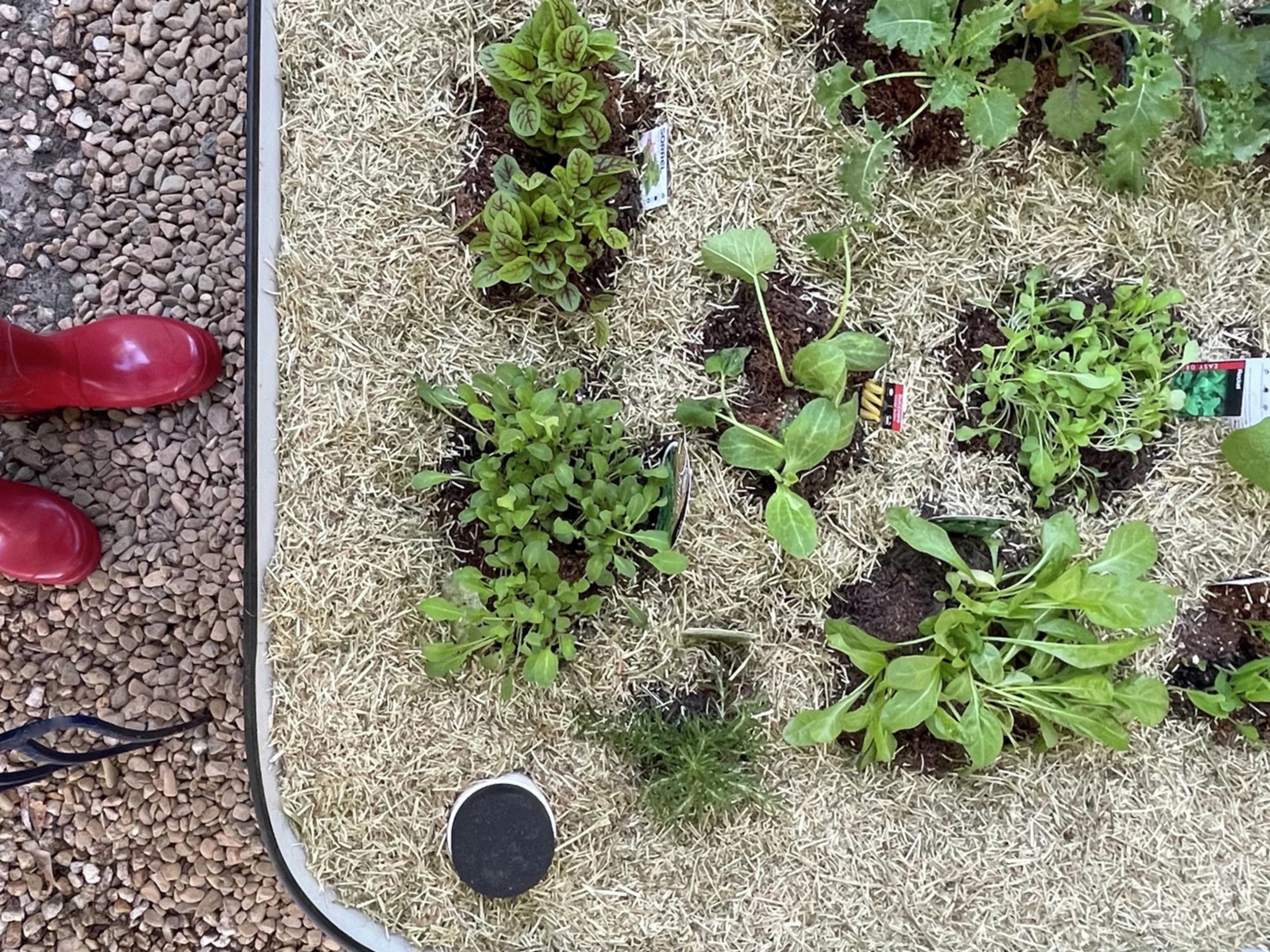 How To Build A Wicking Bed Bunnings Australia