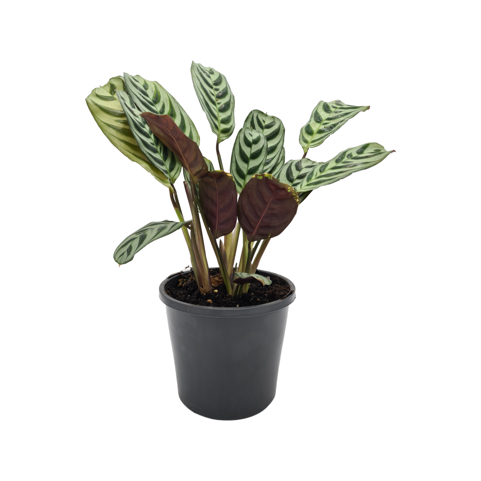 130mm Calathea Burle Marx - Calathea Burle-marxii - Bunnings Australia