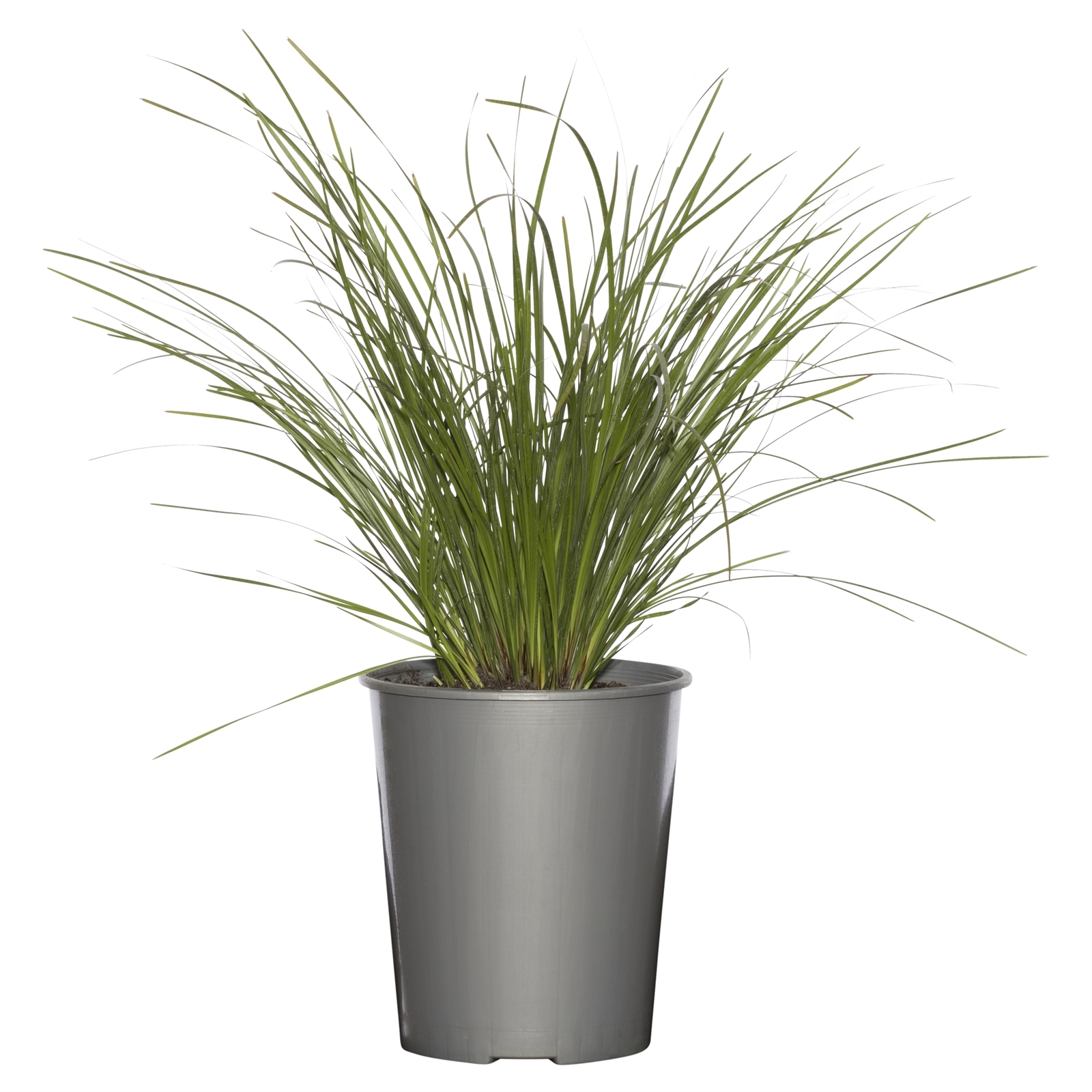 5L Tanika - Tanika® lomandra Longifolia - Bunnings Australia