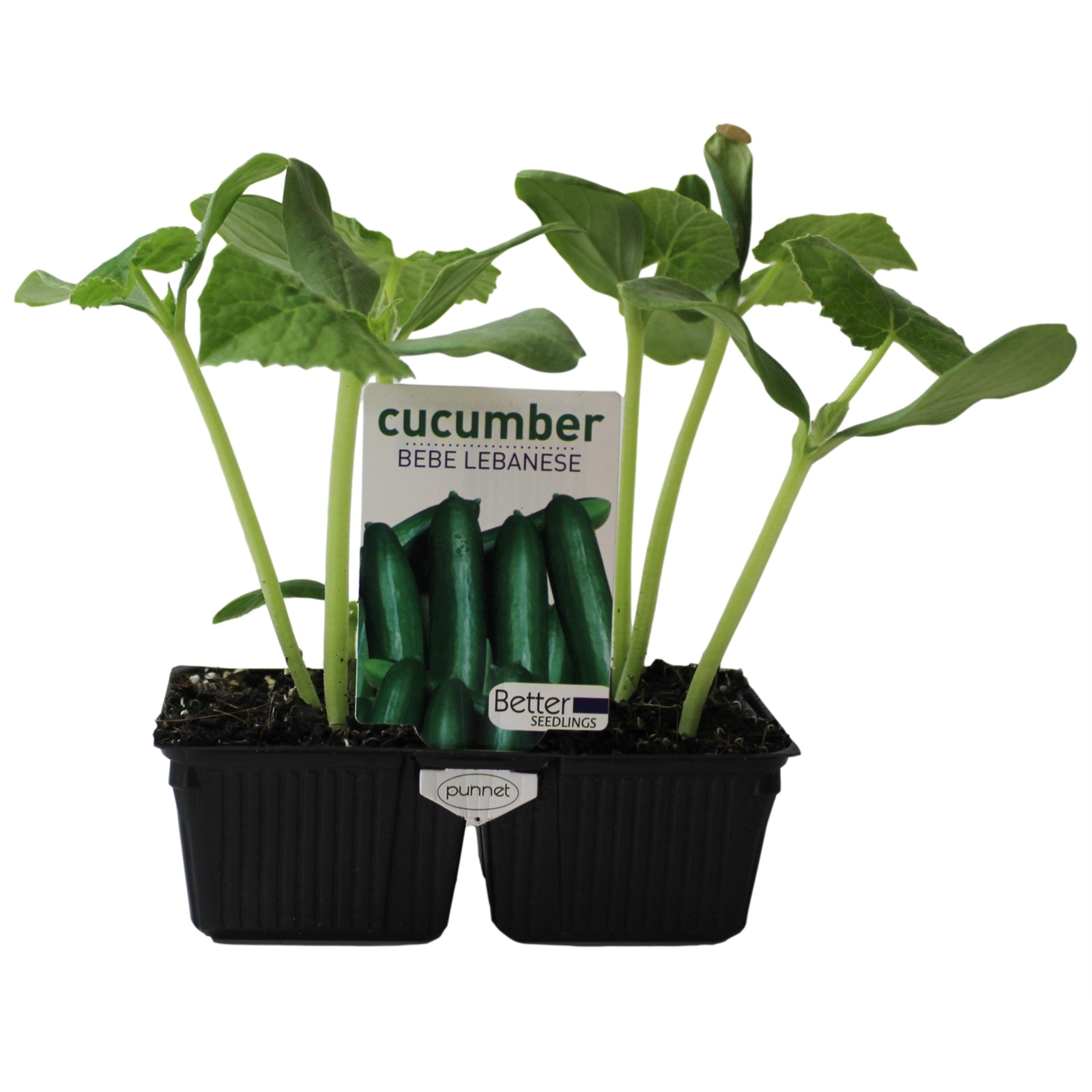 Taste Veg Cucumber Bebe Lebanese Bunnings Australia