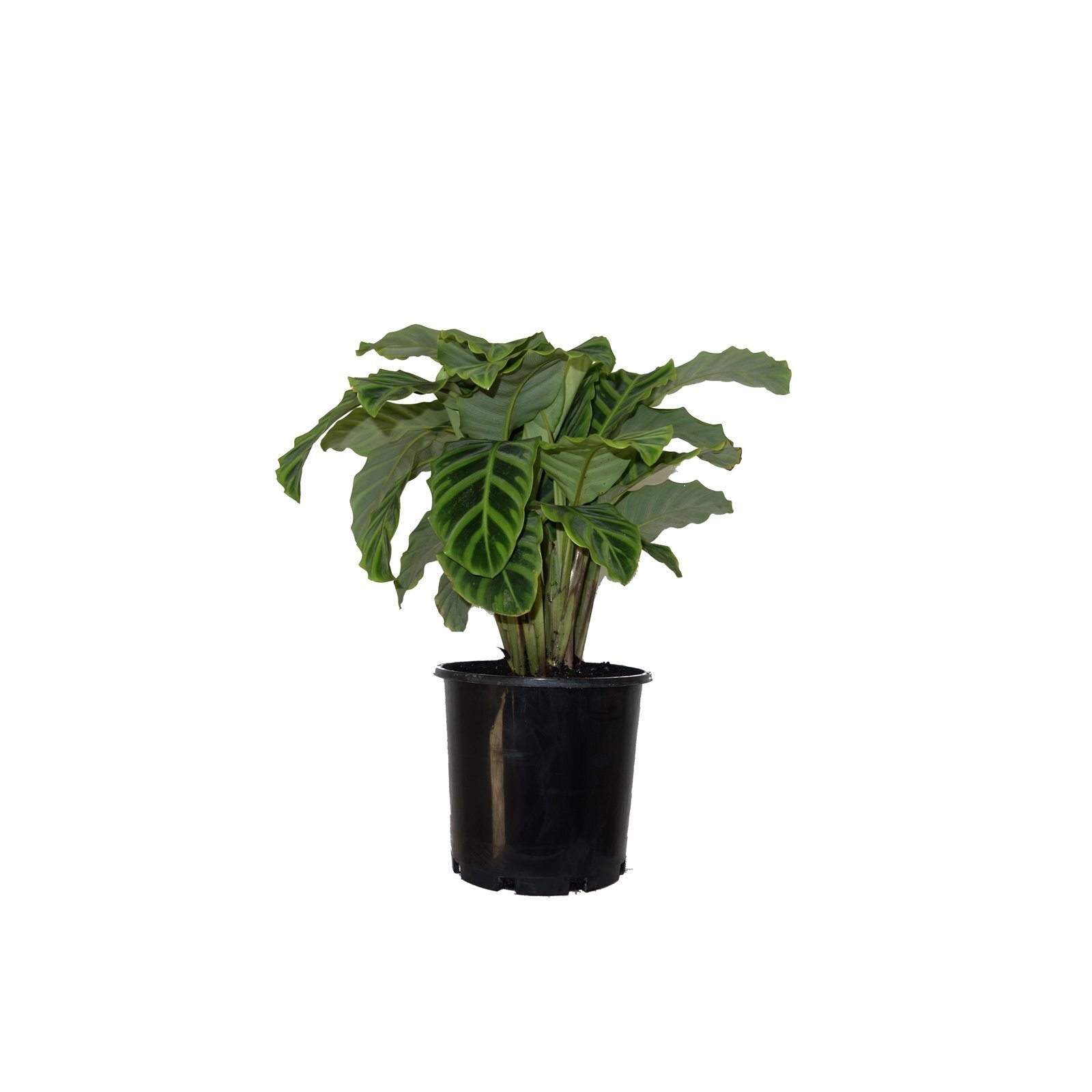 200mm Prayer Plant - Calathea - Bunnings Australia