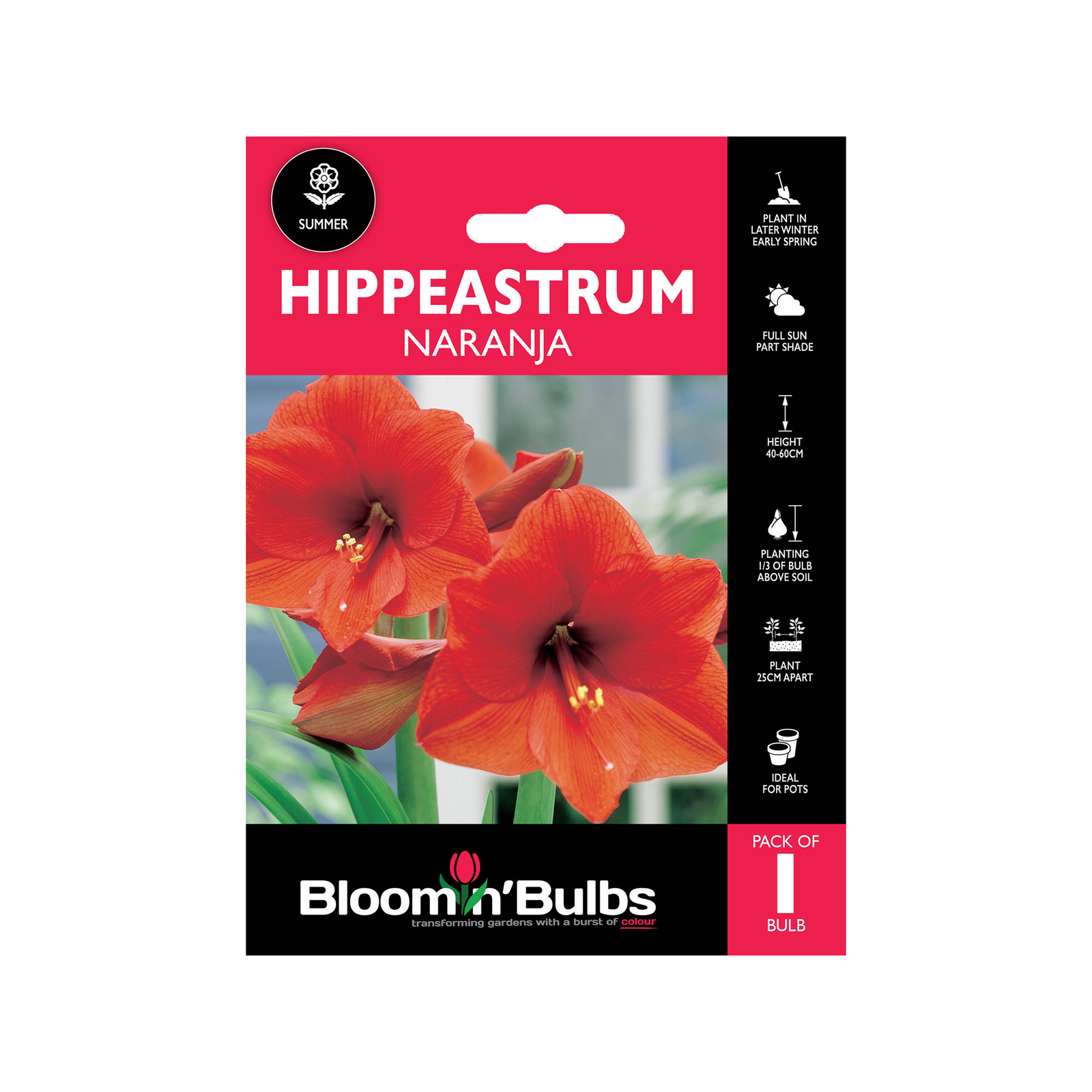 Bloomin Bulbs Hippeastrum Naranja 1 Pack Bunnings Australia