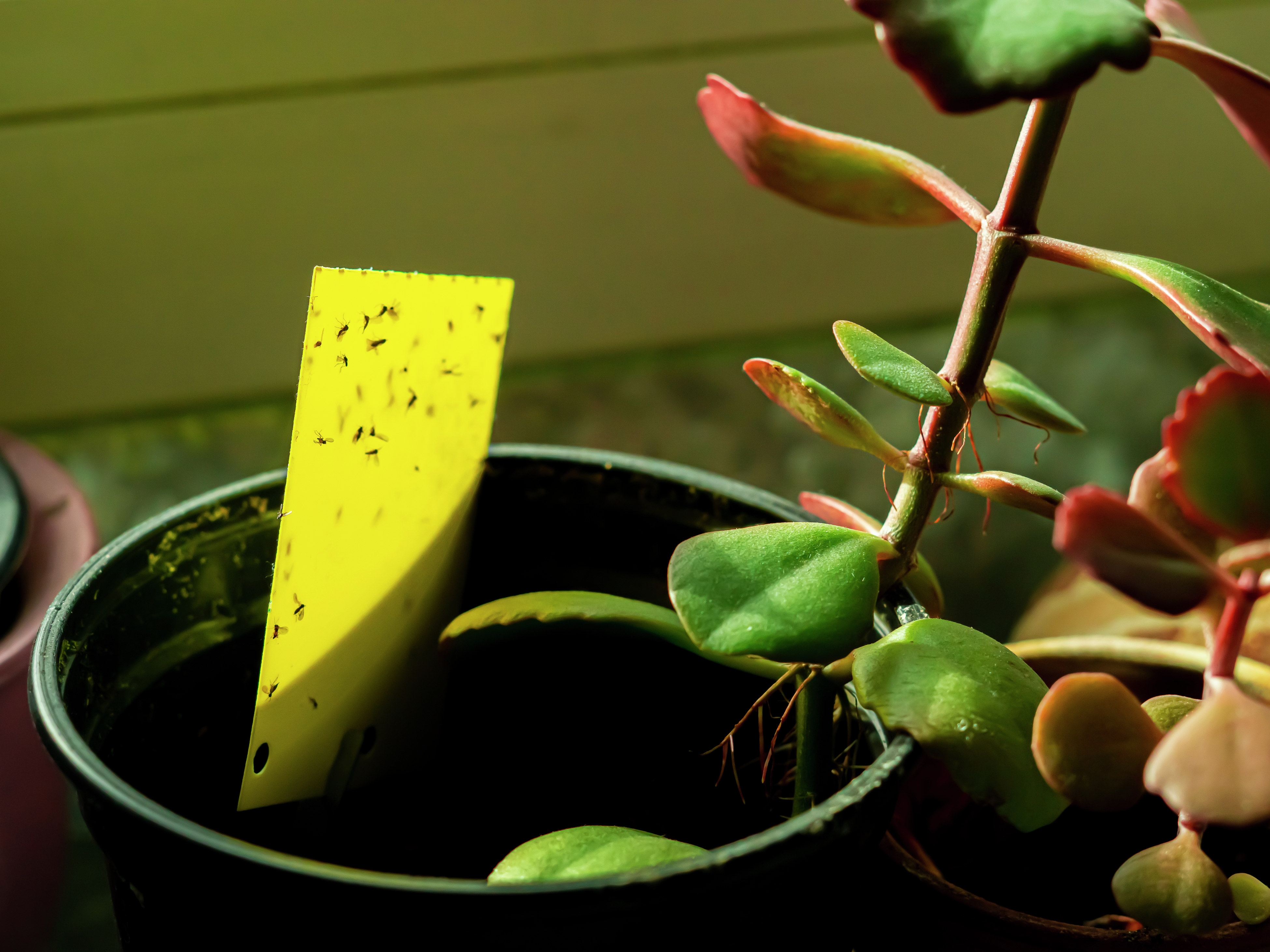 How To Get Rid Of Gnats in Plants: Causes, Treatment and