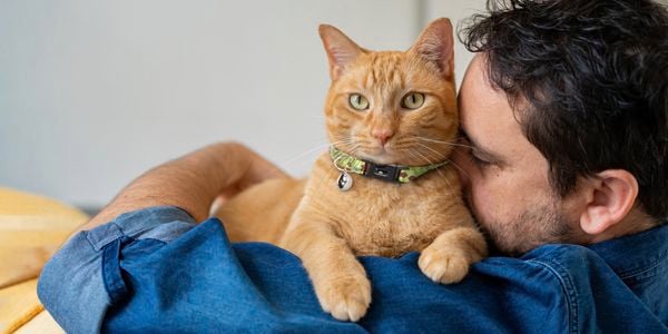 Cat being cuddled by a person.