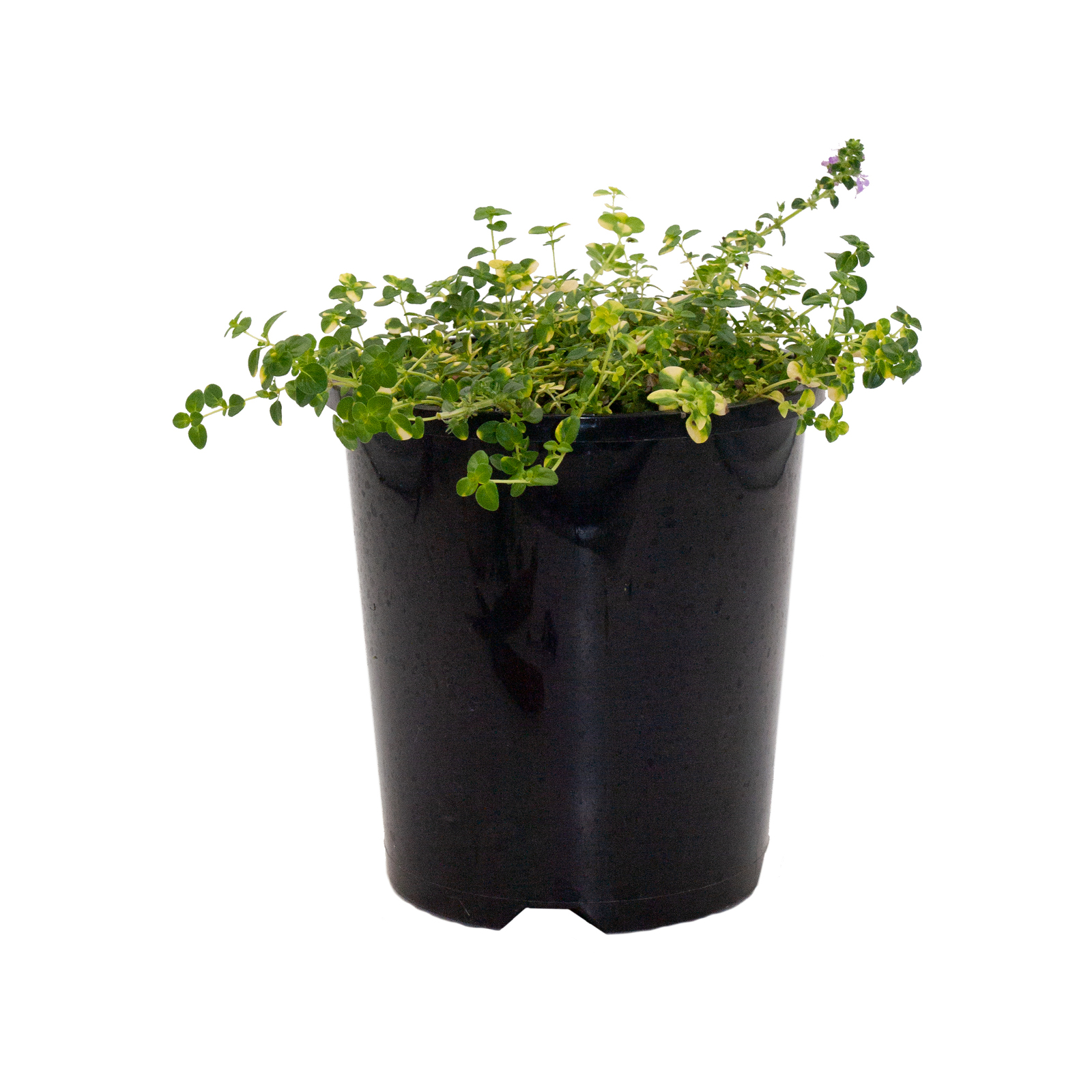140mm Creeping Thyme Thymus serpyllum Doone Valley Bunnings Australia