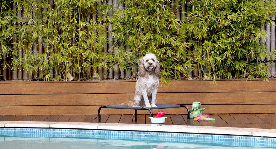 Dog sitting on dog bed on timber decking surrounding a pool