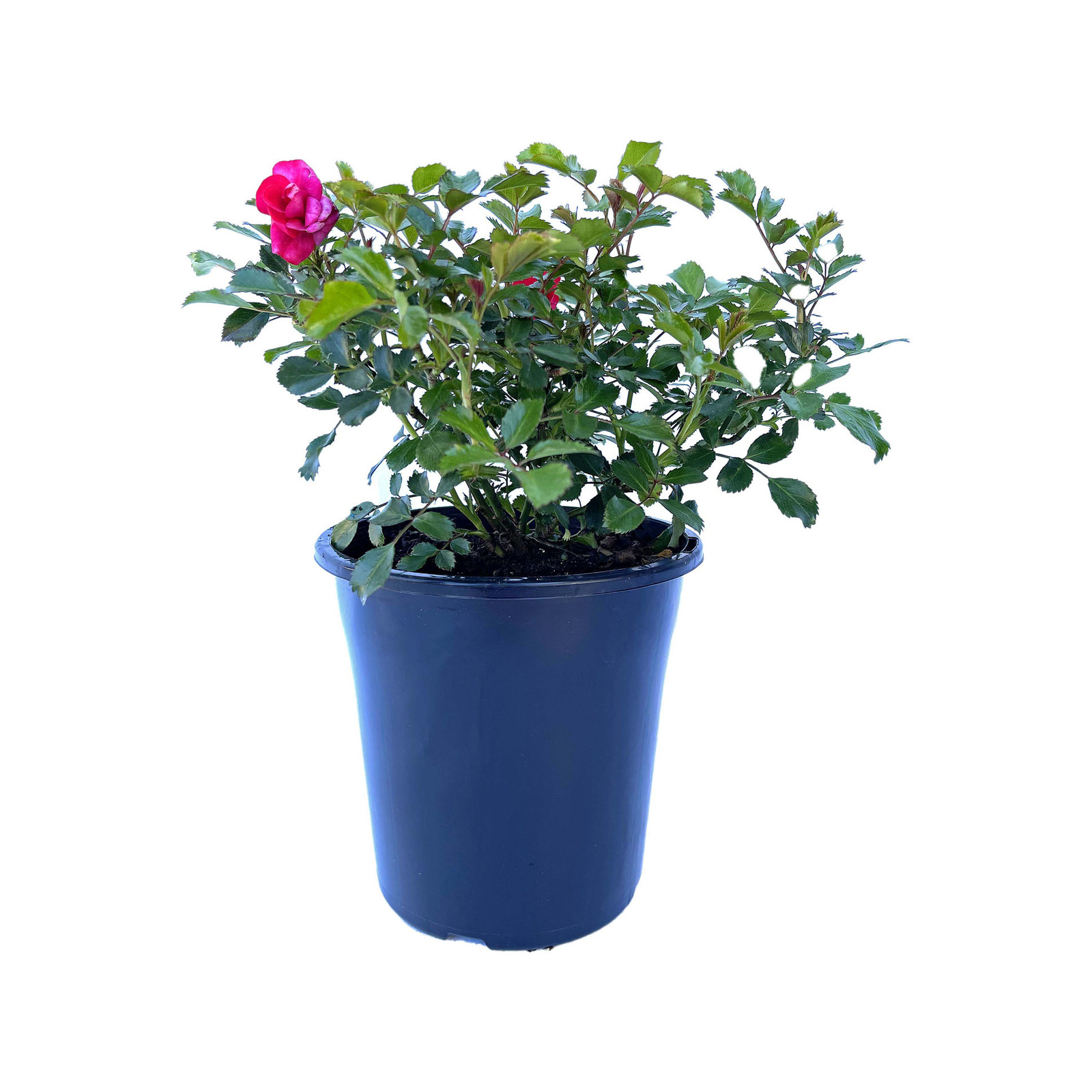 180mm Flower Carpet Rose Mini Cherry Rosa Bunnings Australia