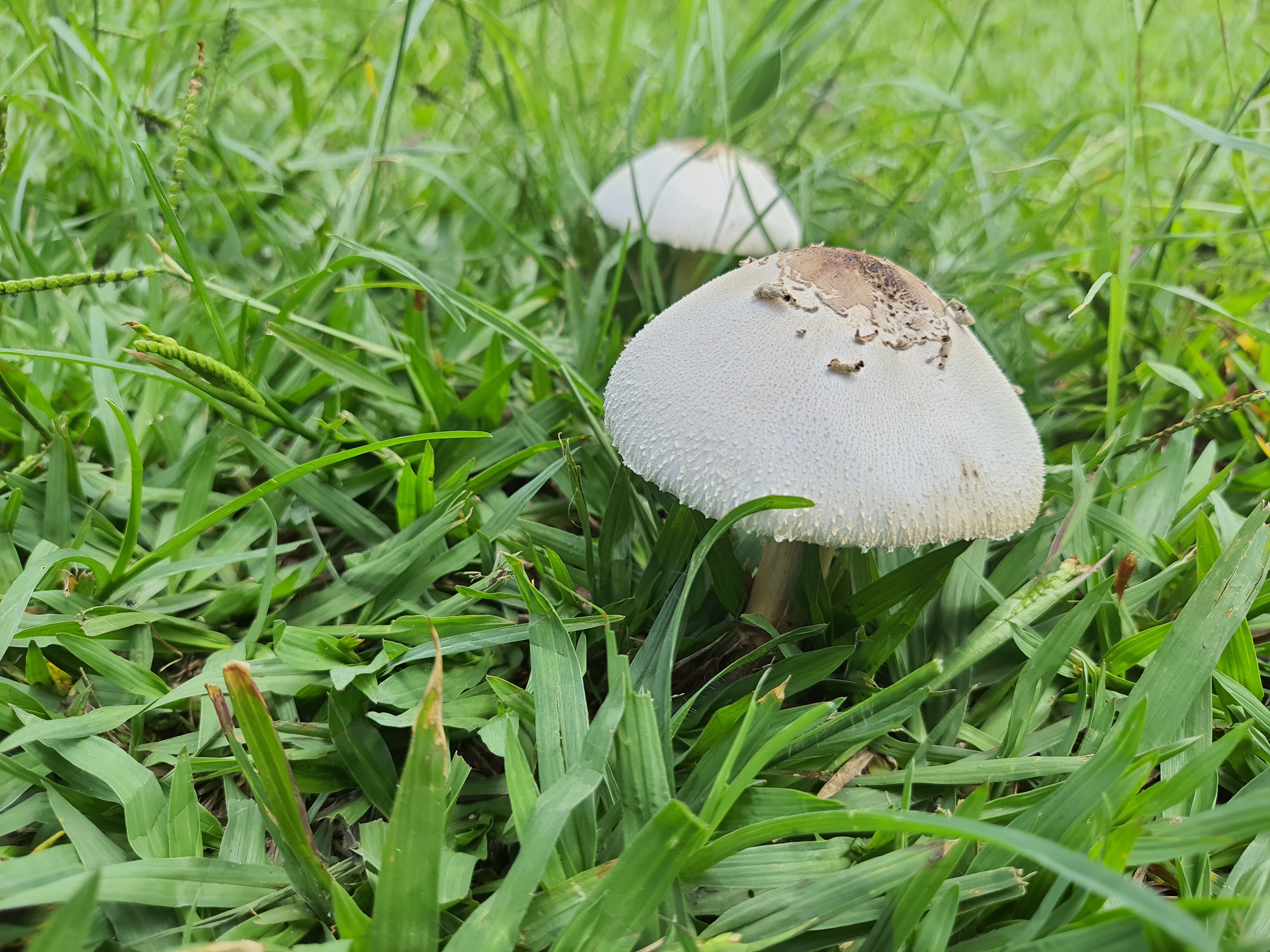 What should I do to get rid of mushrooms growing in my bathroom