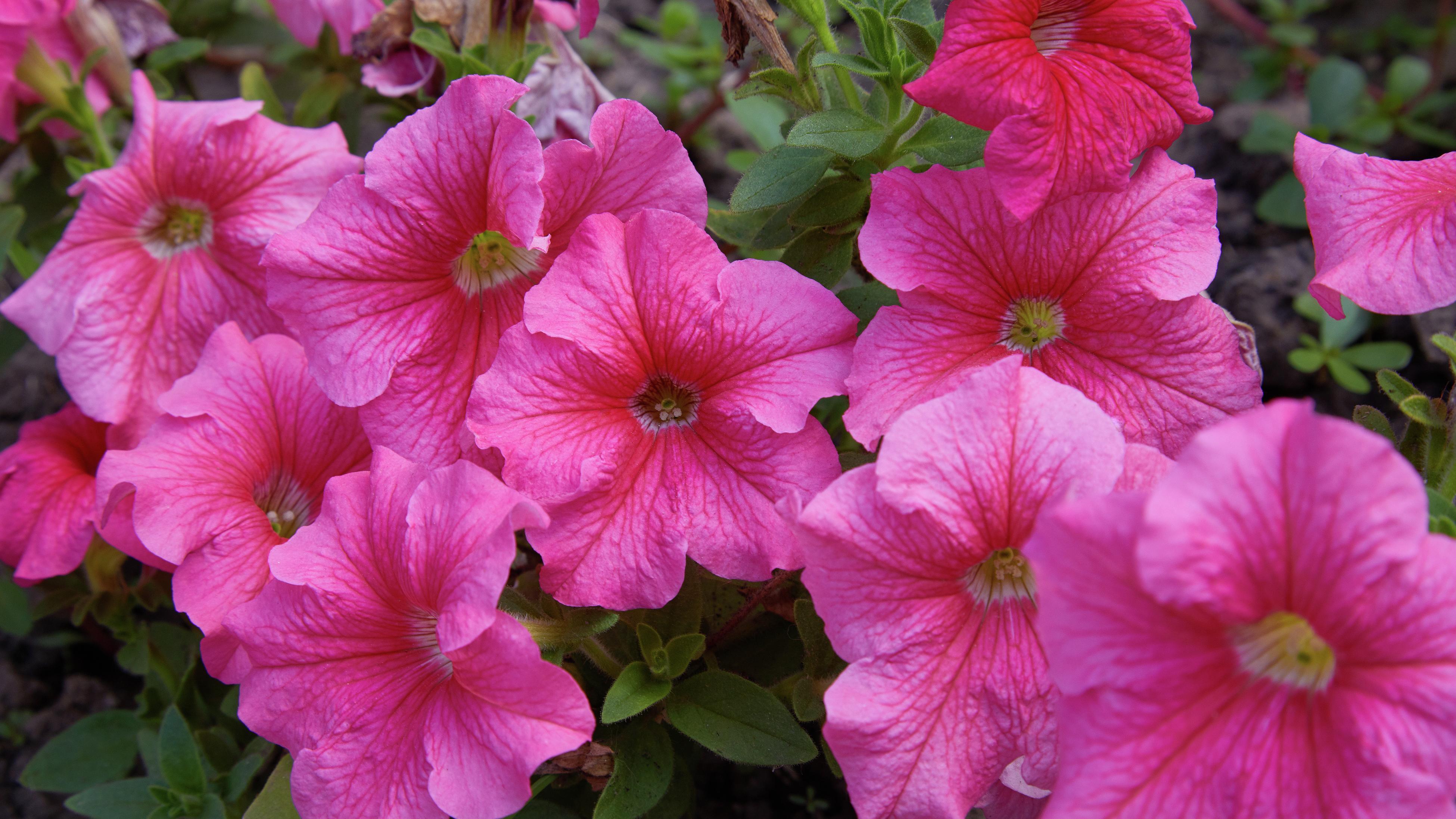 Bunnings flowers on sale