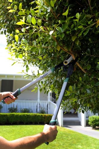 Person cutting tree limb with cutters