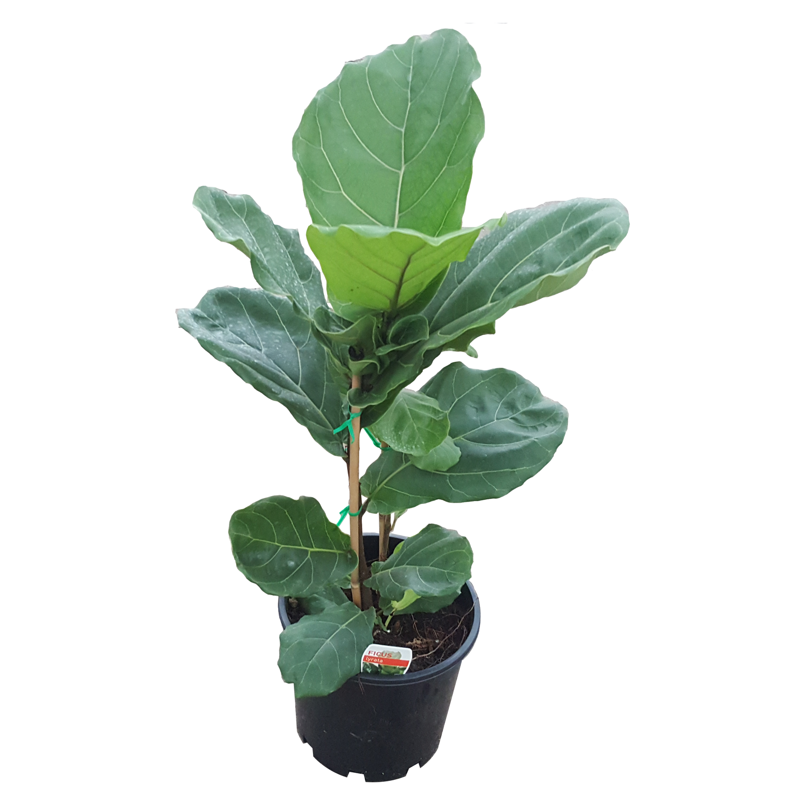 200mm Fiddle Leaf Fig Ficus lyrata Bunnings Australia