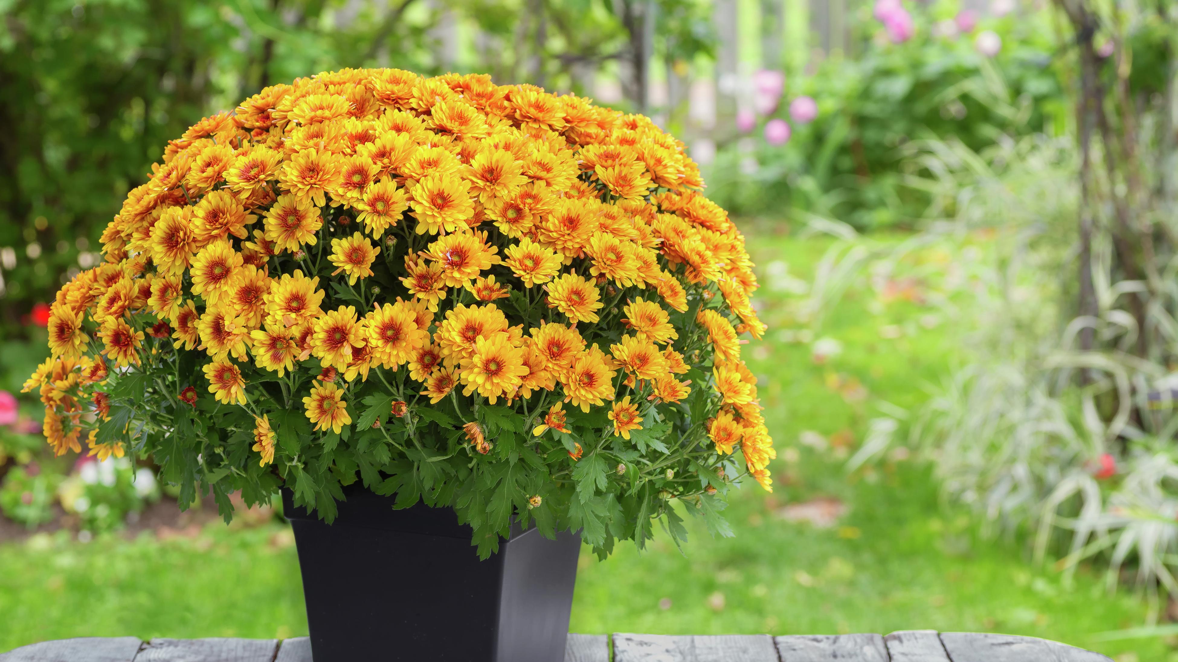 How to Plant and Grow Chrysanthemum - Bunnings Australia