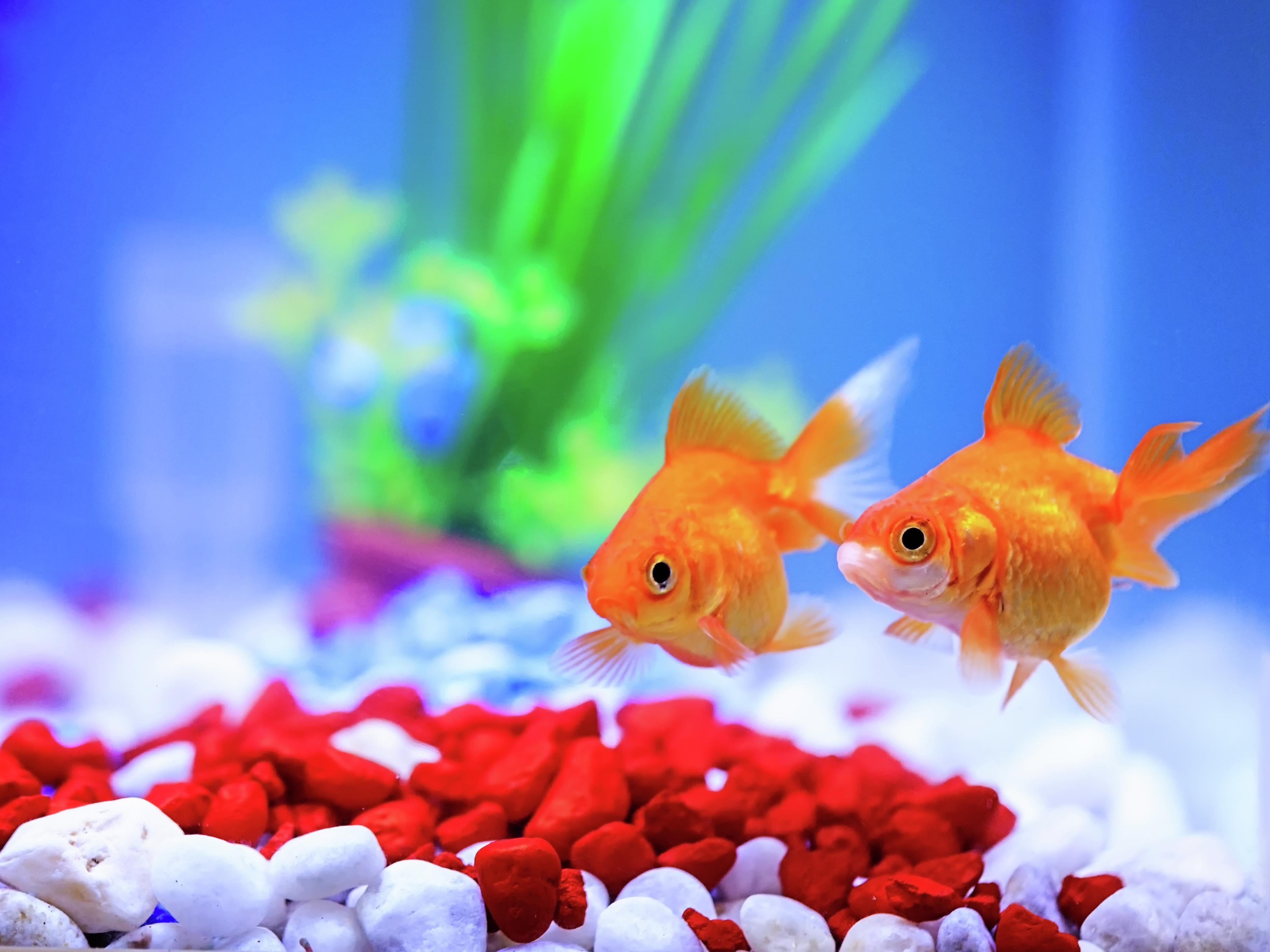 Buy Fish Tank - Microsoft Store