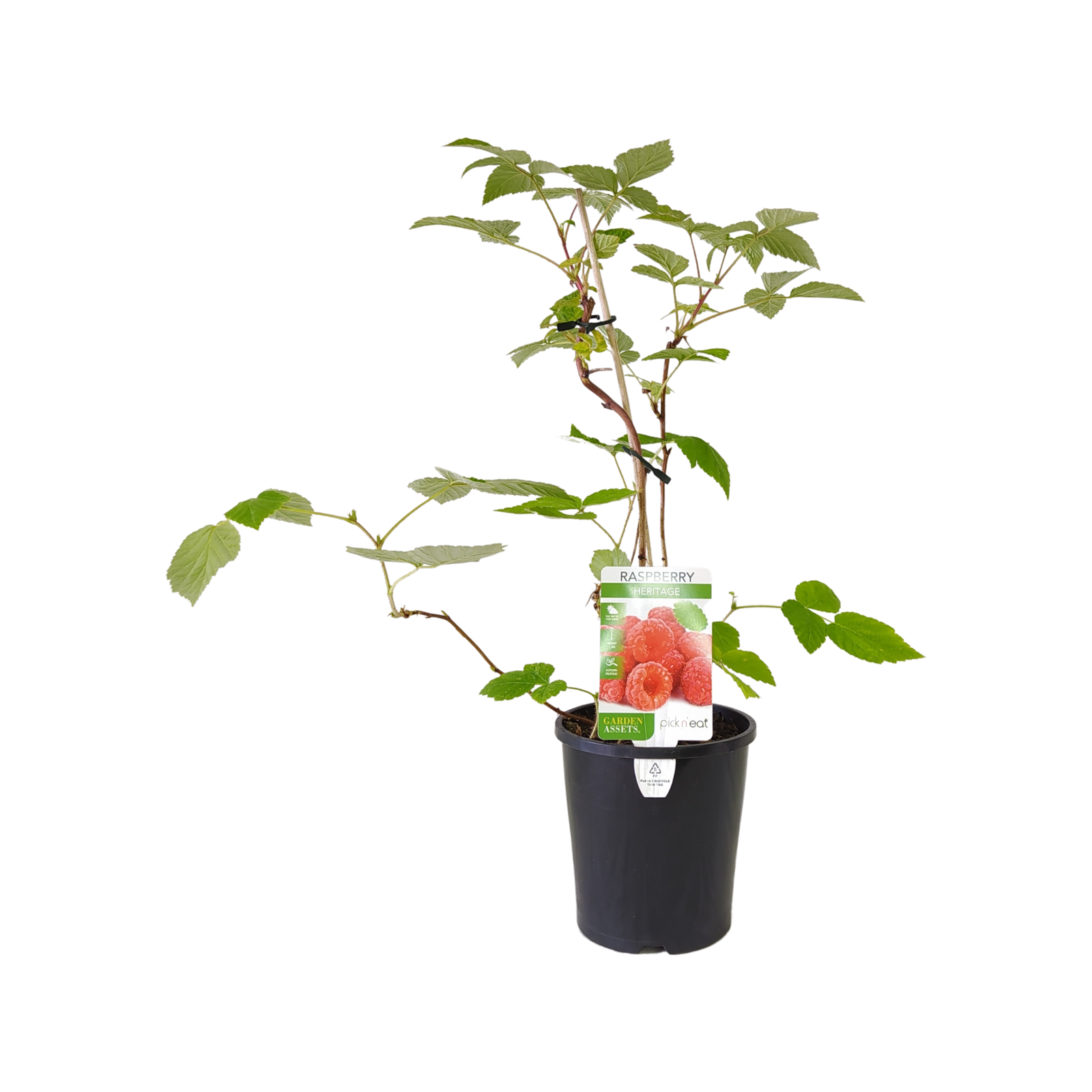 140mm Raspberry Heritage - Rubus Idaeus - Bunnings Australia