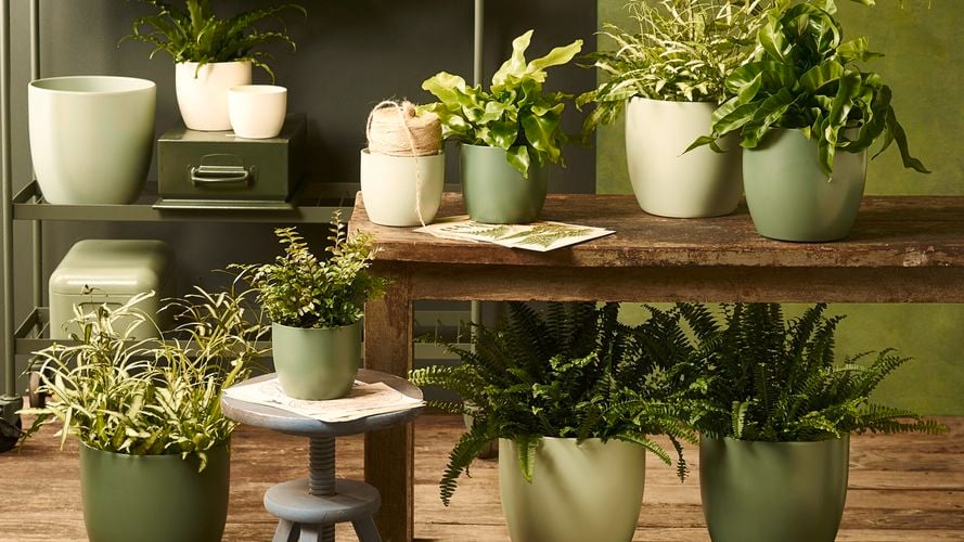 SK Moss Green  White Basel Fashion Ceramic Pot 0193149 2831564