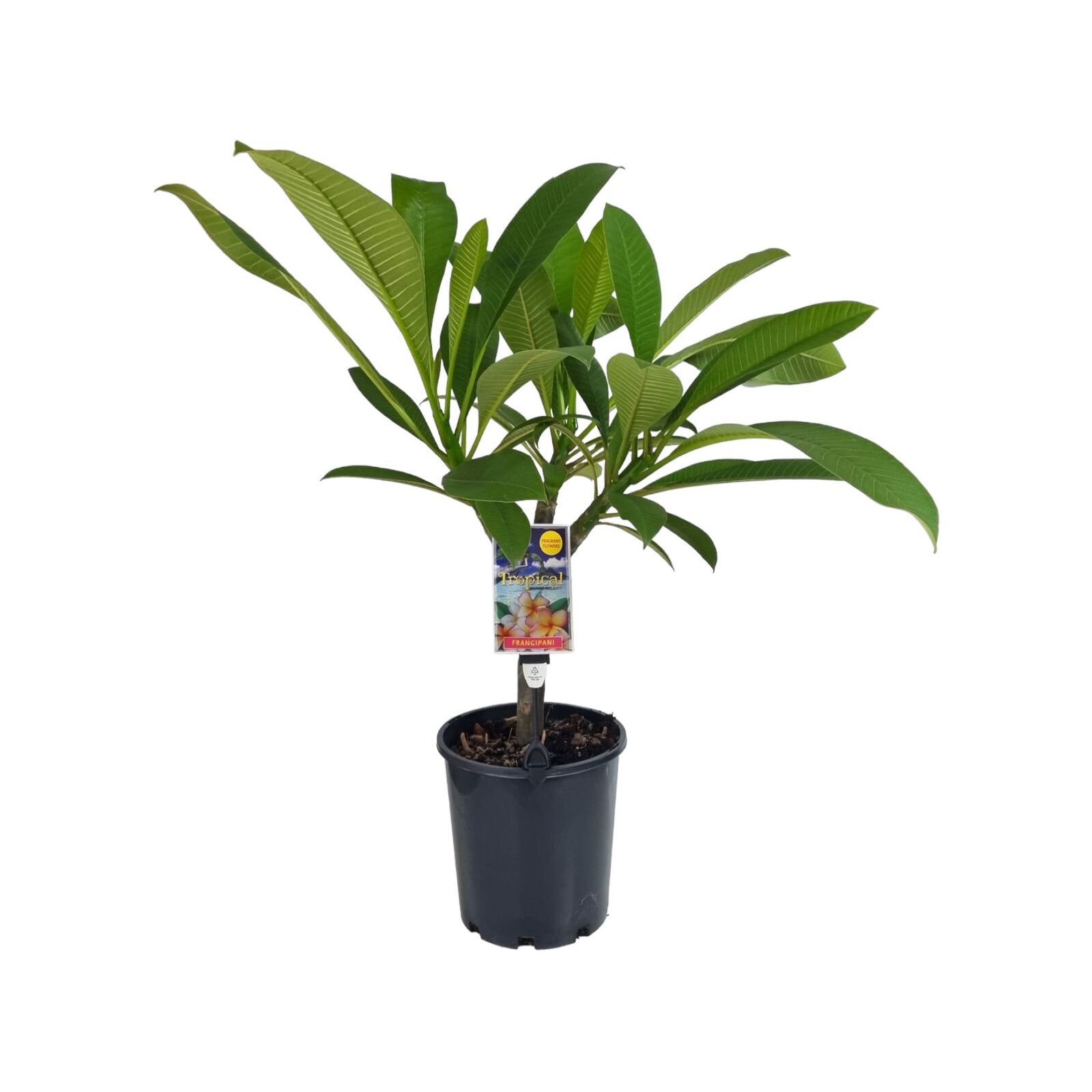 200mm Frangipani Mango Delight Plumeria rubra Bunnings Australia