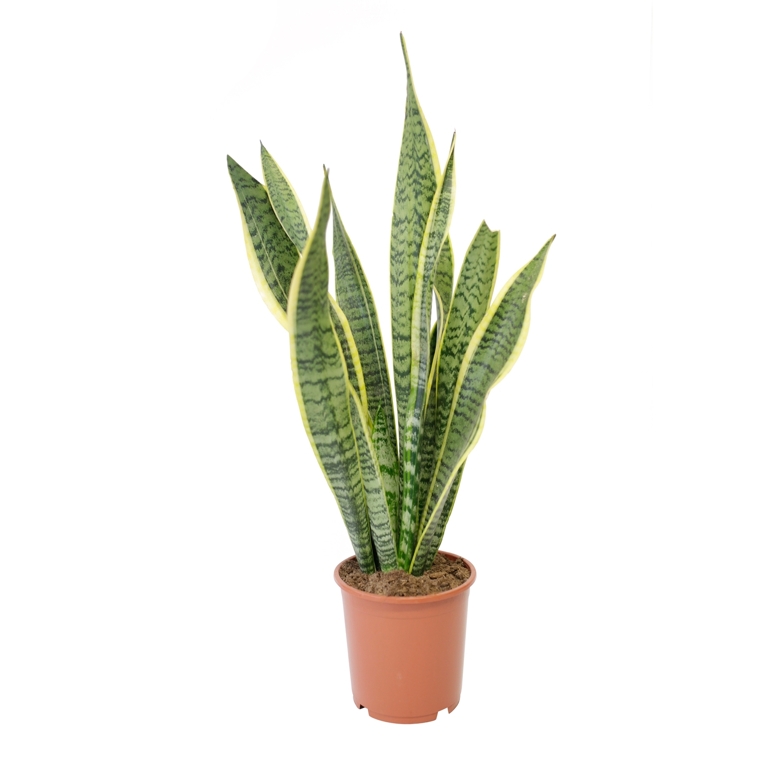 240mm Mother-in-law Tongue - Sansevieria Laurentii - Bunnings Australia