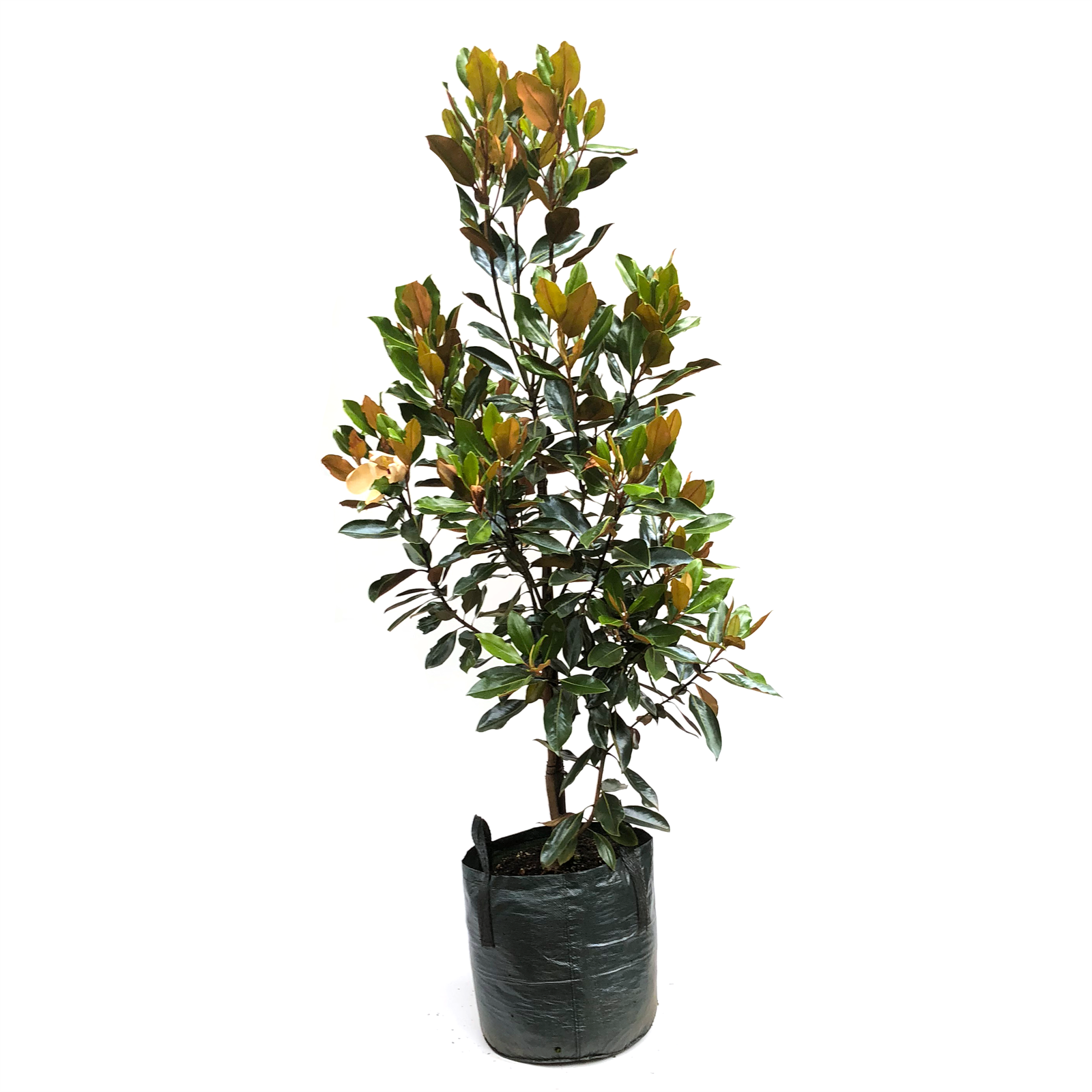 450mm Magnolia Little Gem Magnolia grandiflora Bunnings Australia