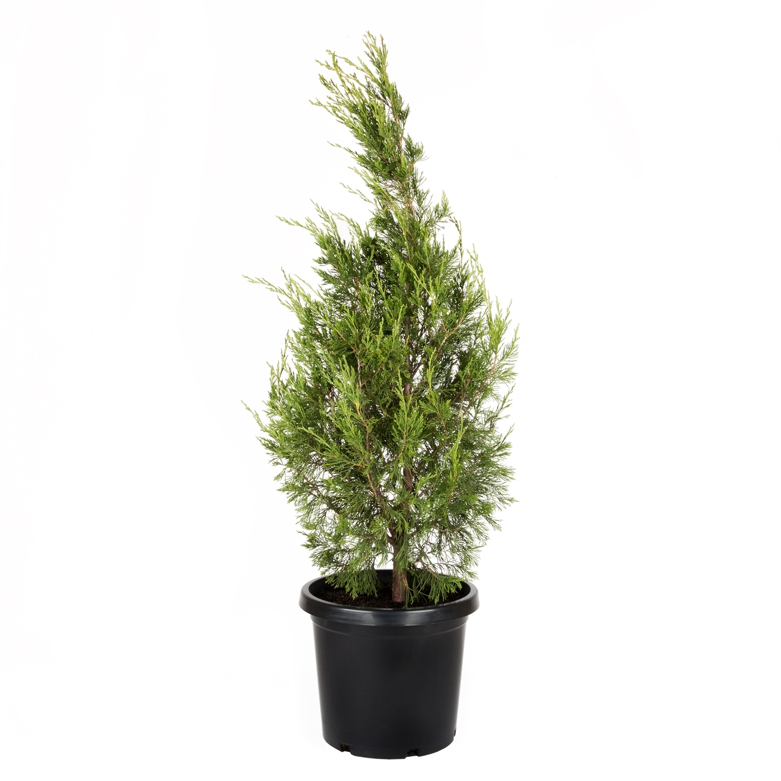 300mm Juniperus Spartan - Juniperus chinensis - Bunnings Australia