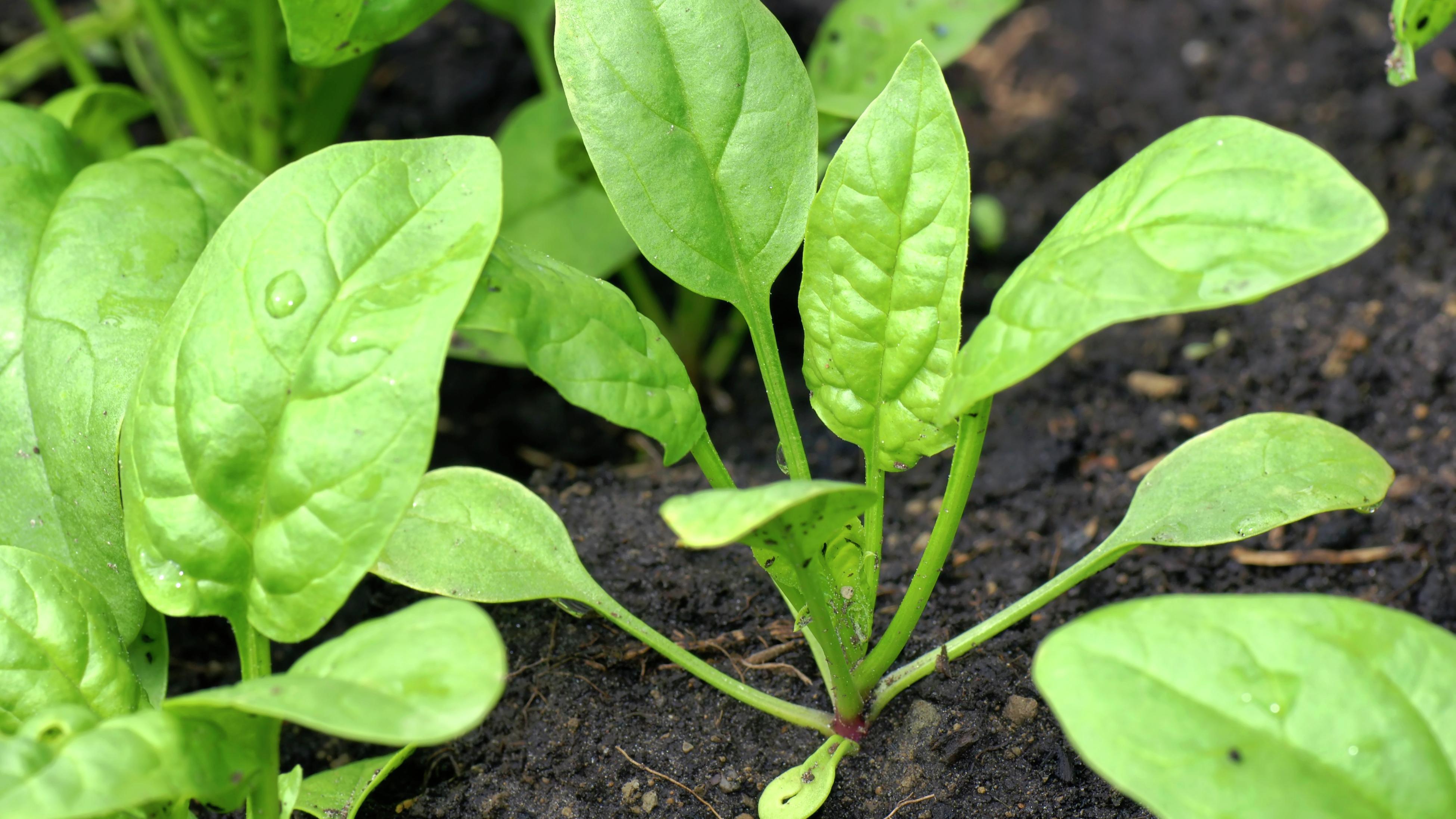 How To Grow And Harvest Spinach Bunnings Australia