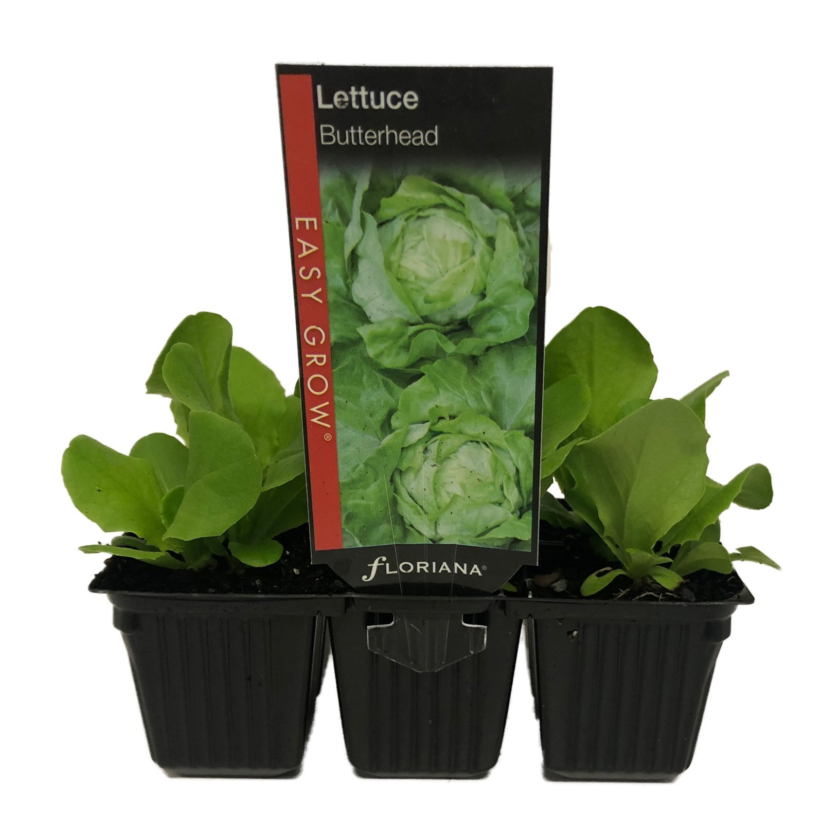 6 Cell Butterhead Lettuce Lactuca sativa Bunnings Australia