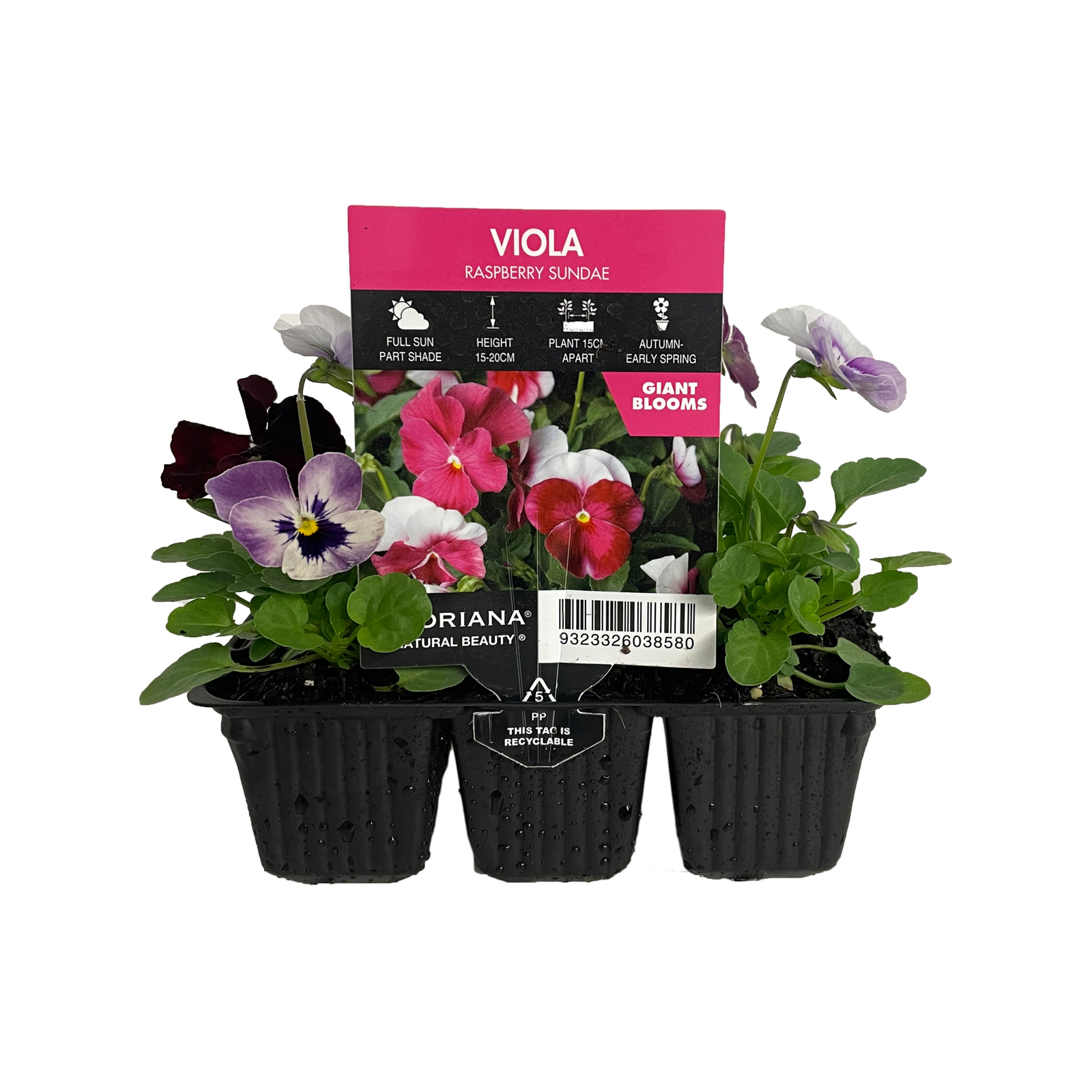 6 Cell Viola Raspberry Sundae Viola Cornuta Bunnings Australia