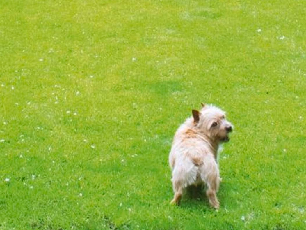 How To Go Pet Friendly Bunnings Australia