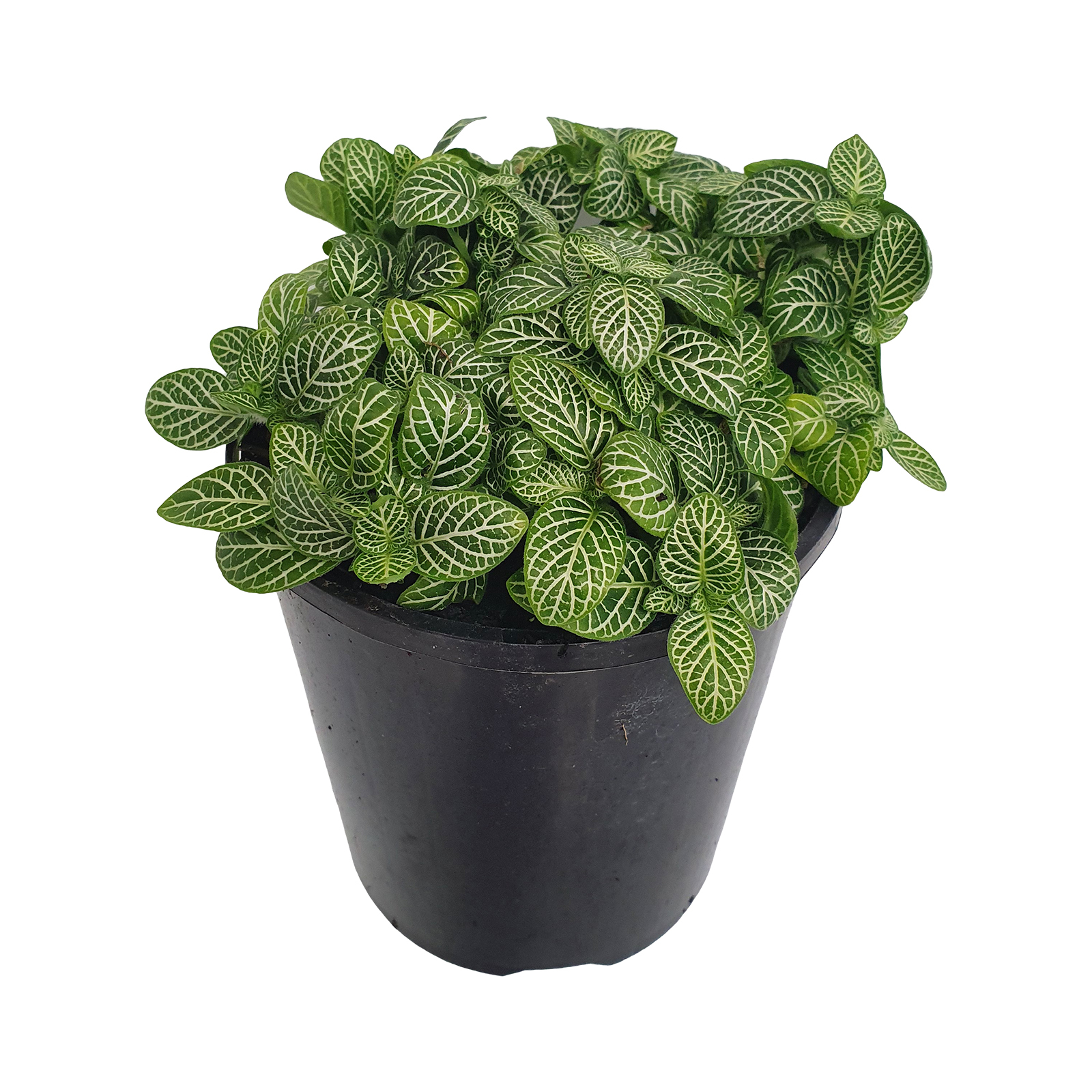 125mm Fittonia White Angel - Fittonia verschaffeltii - Bunnings Australia