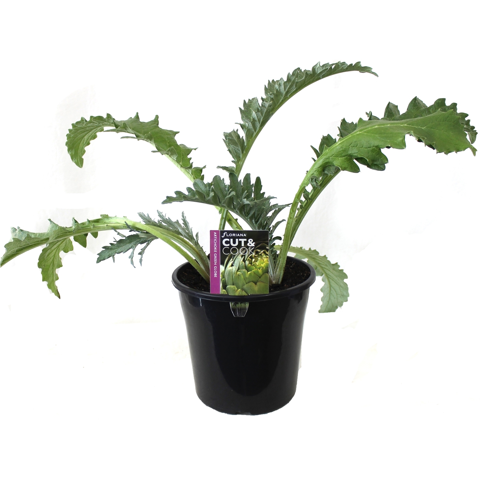 200mm Artichoke Green Globe Cynara scolymus Cut & Cook Range