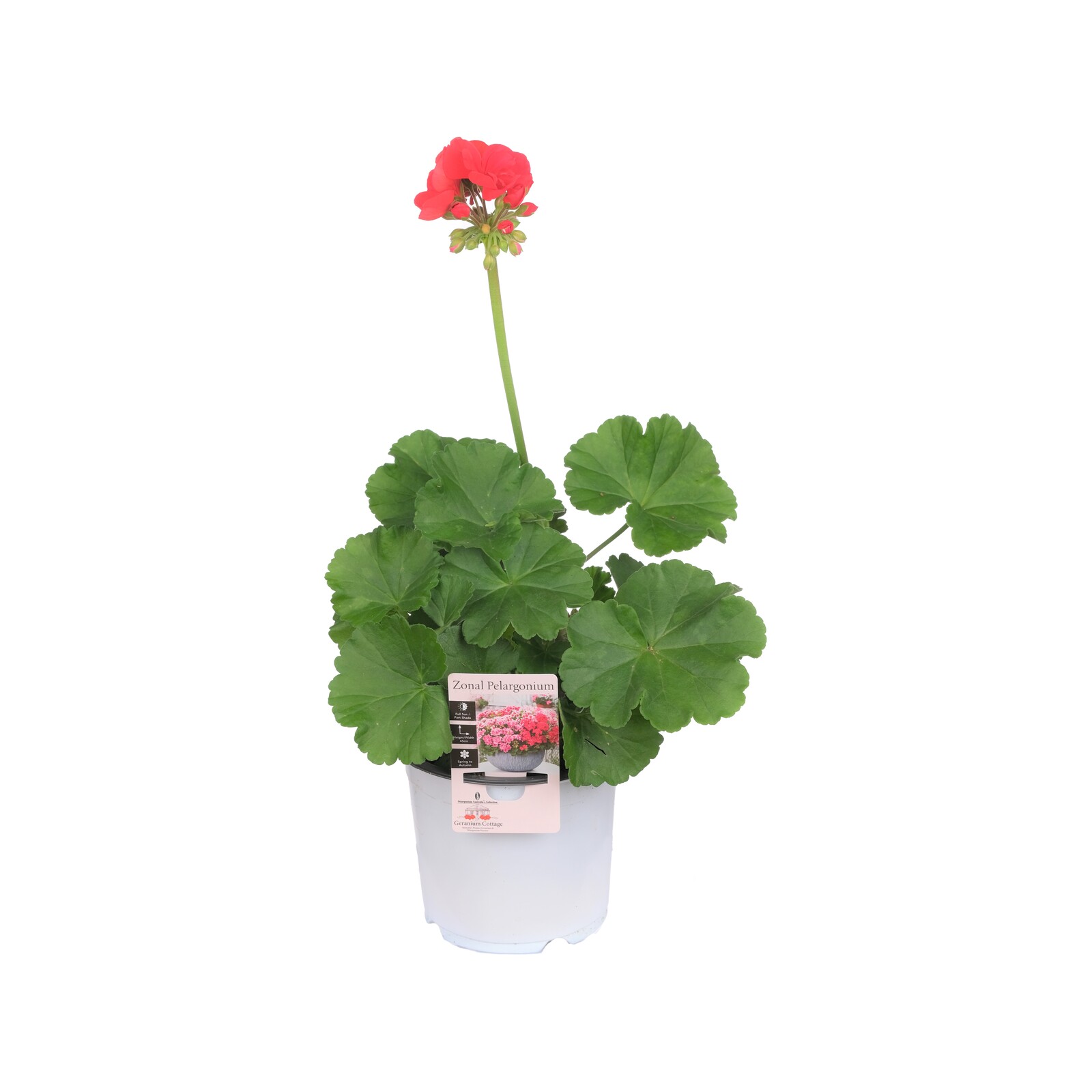 130mm Geranium - Zonal pelargonium - Bunnings Australia