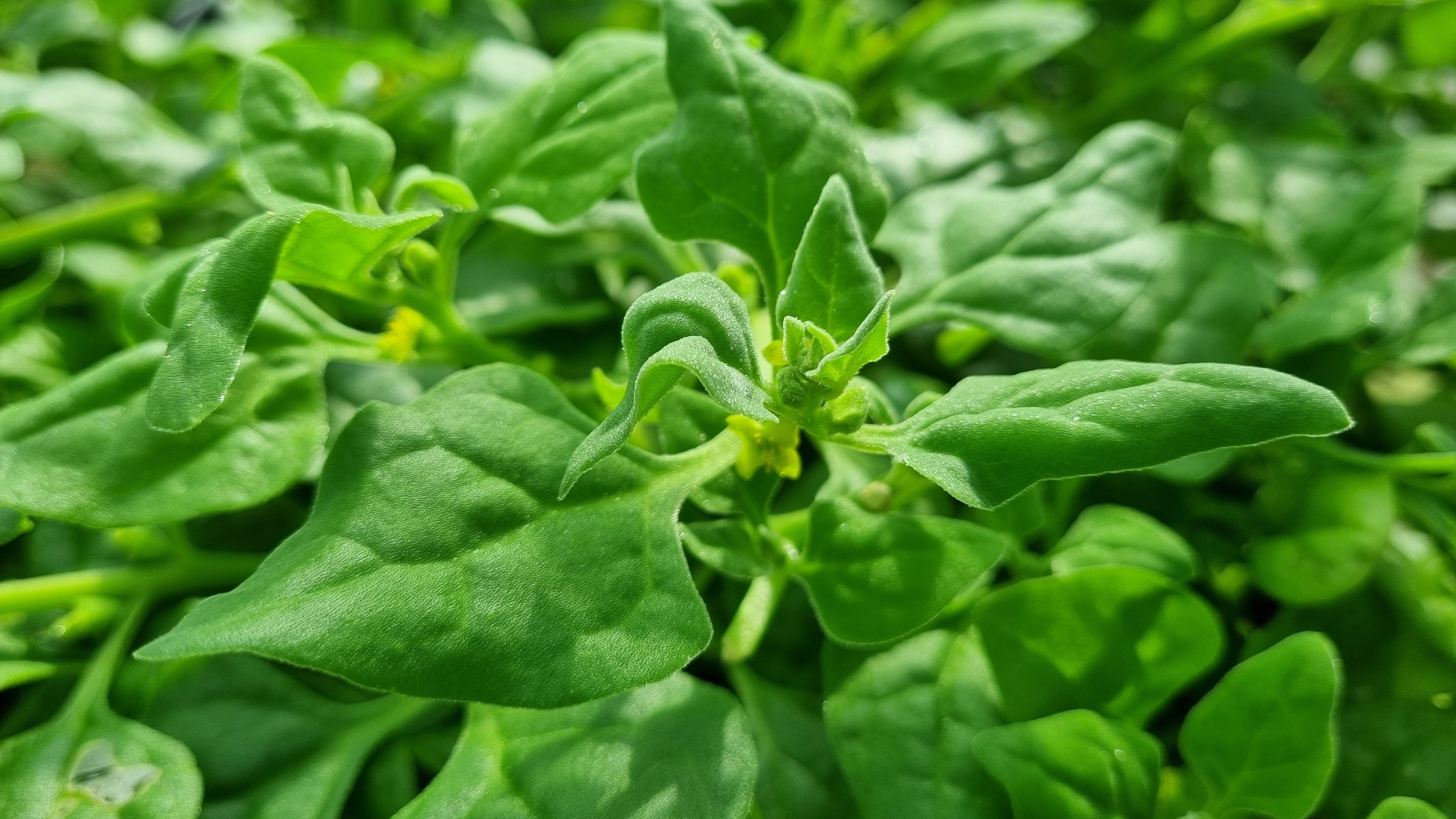 Close-up of Warrigal greens