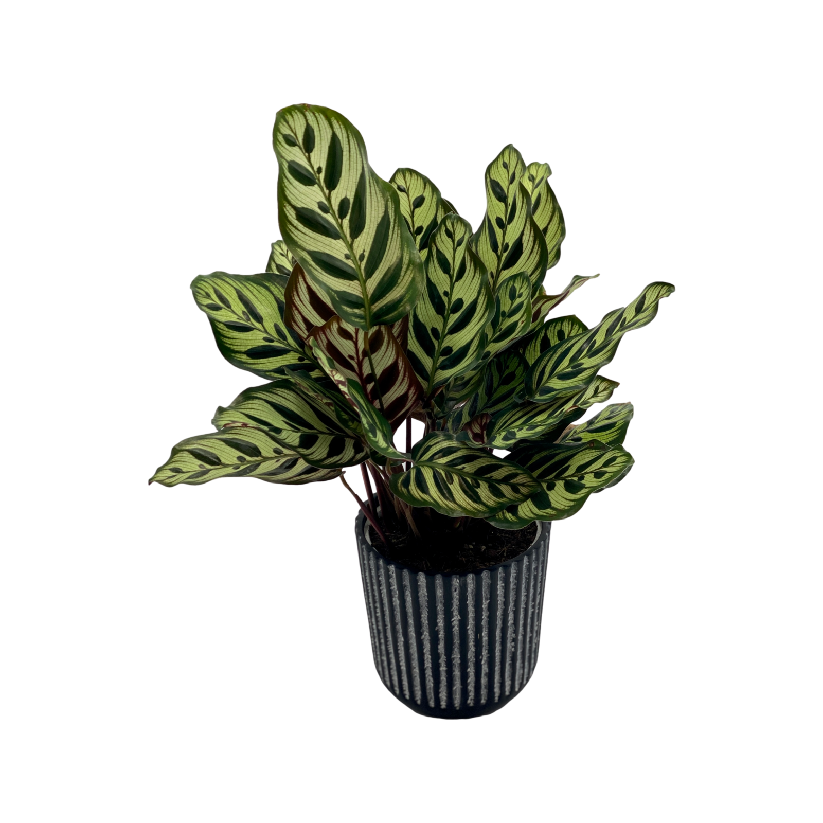 180mm Peacock Plant In Ceramic - Calathea makoyana - Bunnings Australia