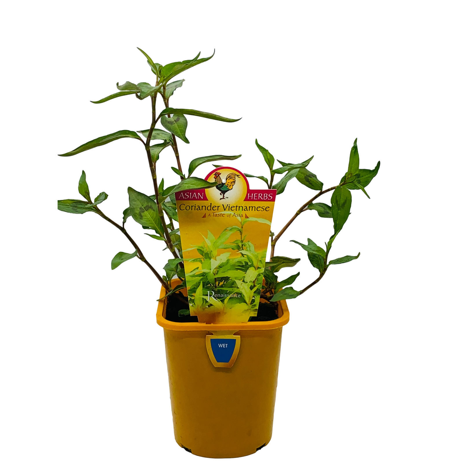 100mm Coriander Vietnamese Mint Polygonum odoratum Renaissance Herbs Range Bunnings Australia