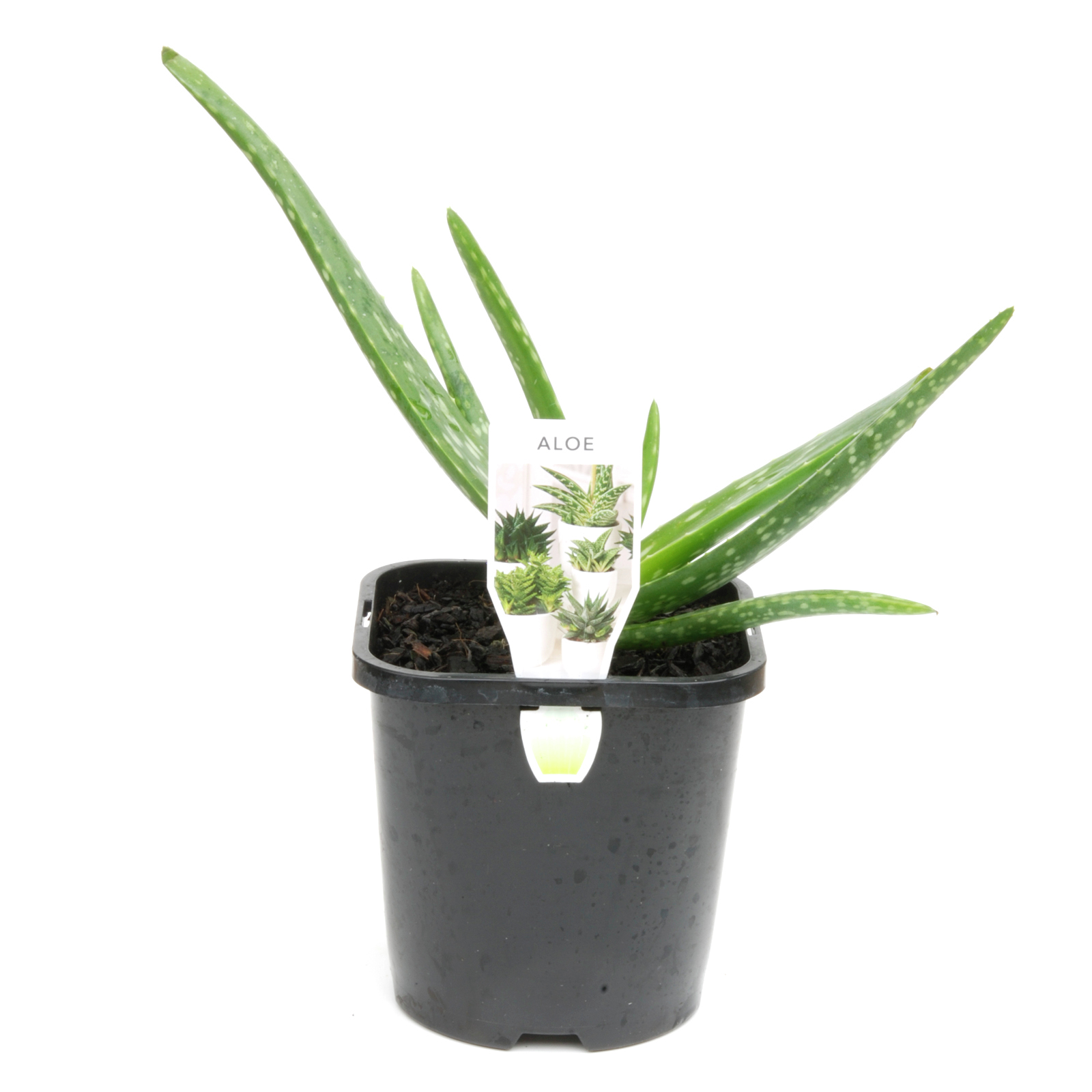 125mm Aloe Vera Bunnings Australia