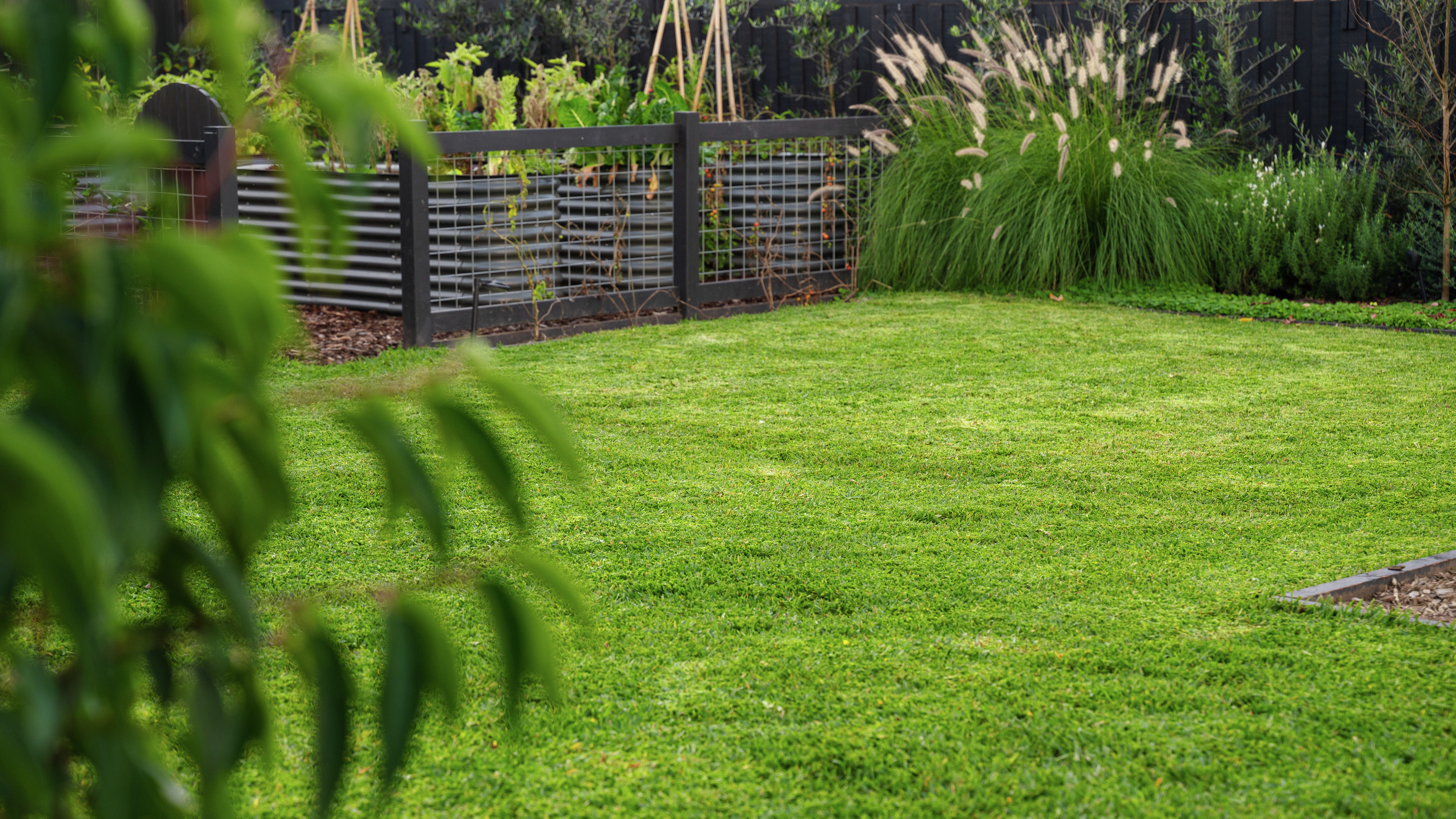 No mow 2025 grass bunnings