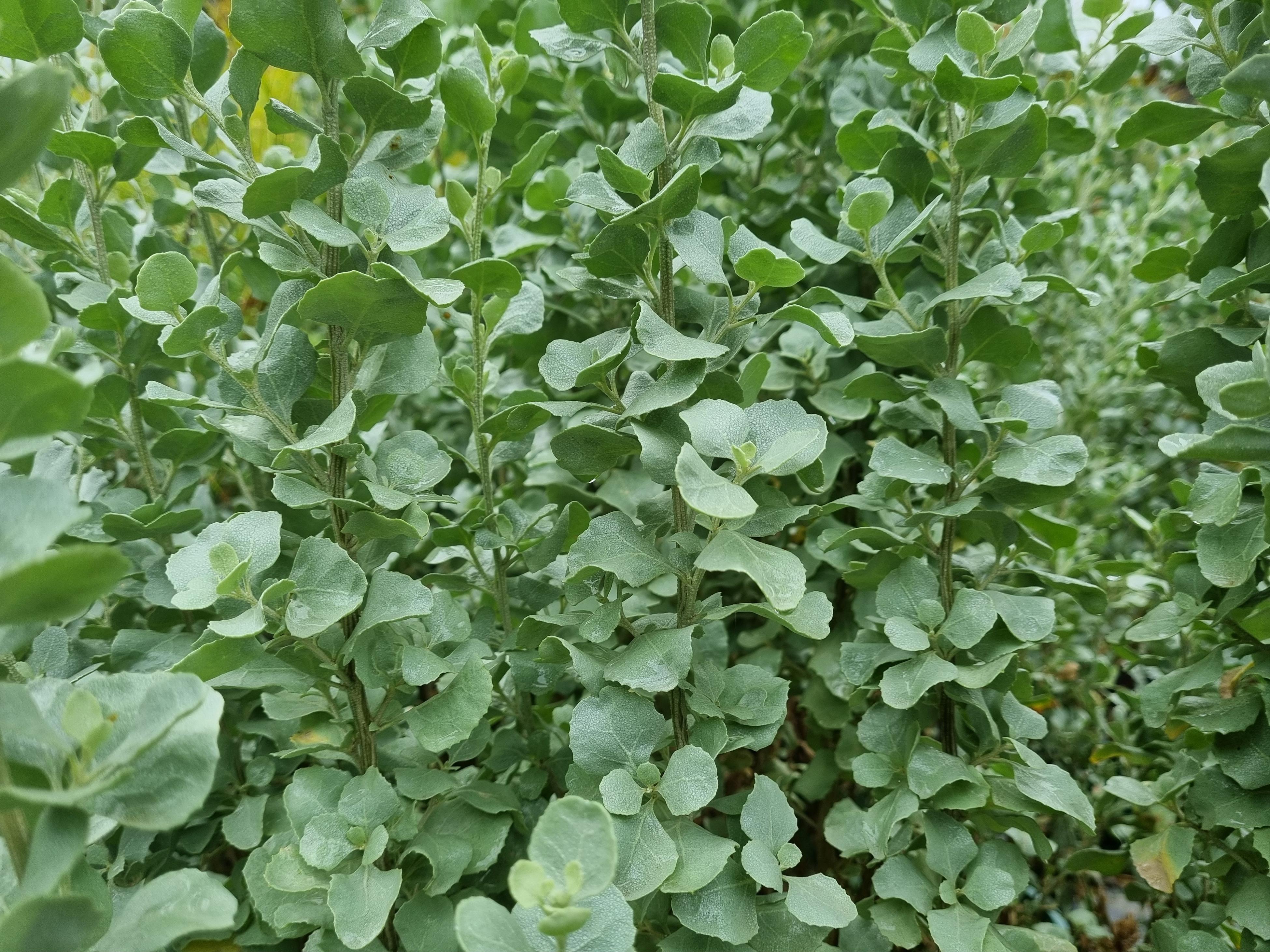 How To Grow Old Man Saltbush