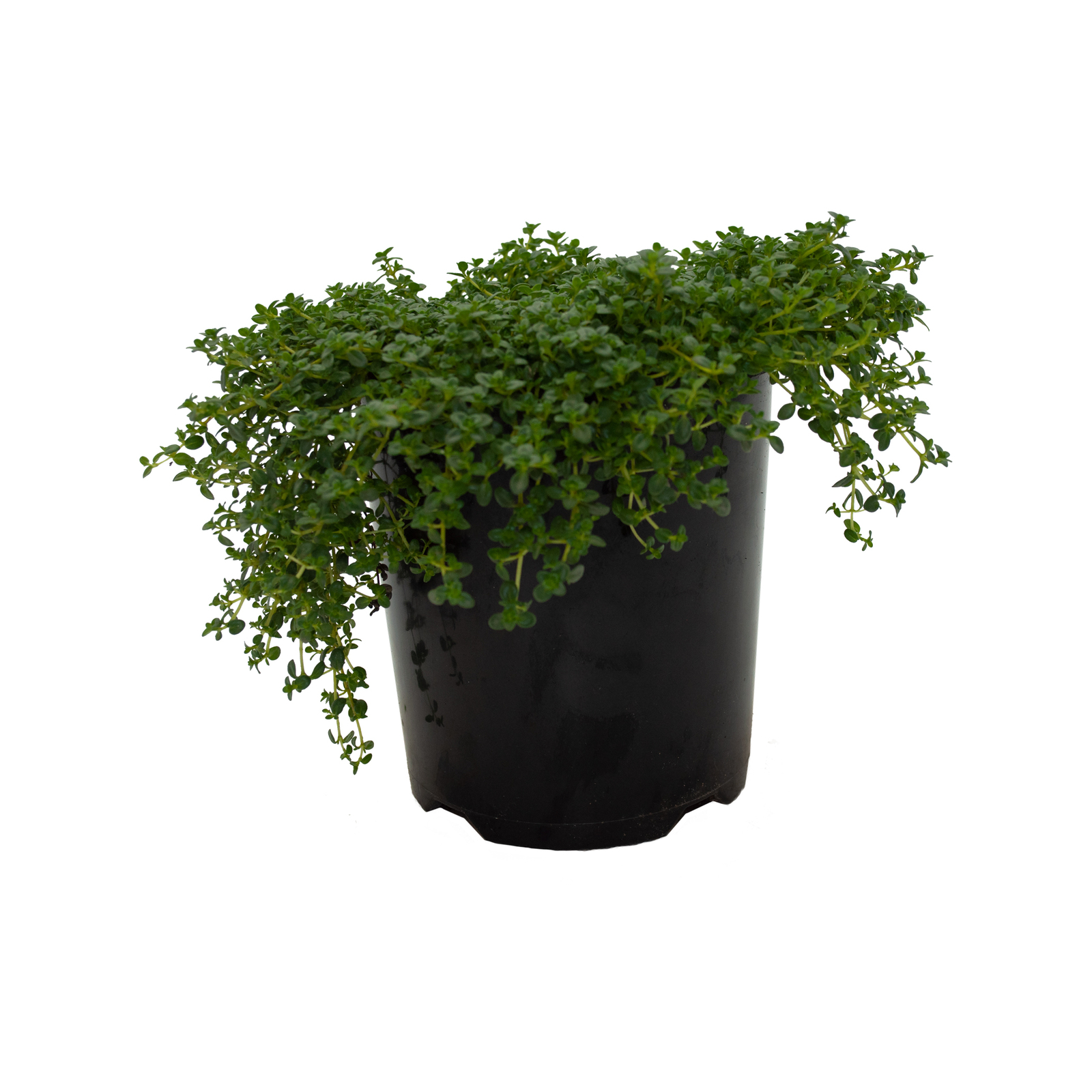 140mm White Creeping Thyme Thymus serpyllum var. albus Bunnings