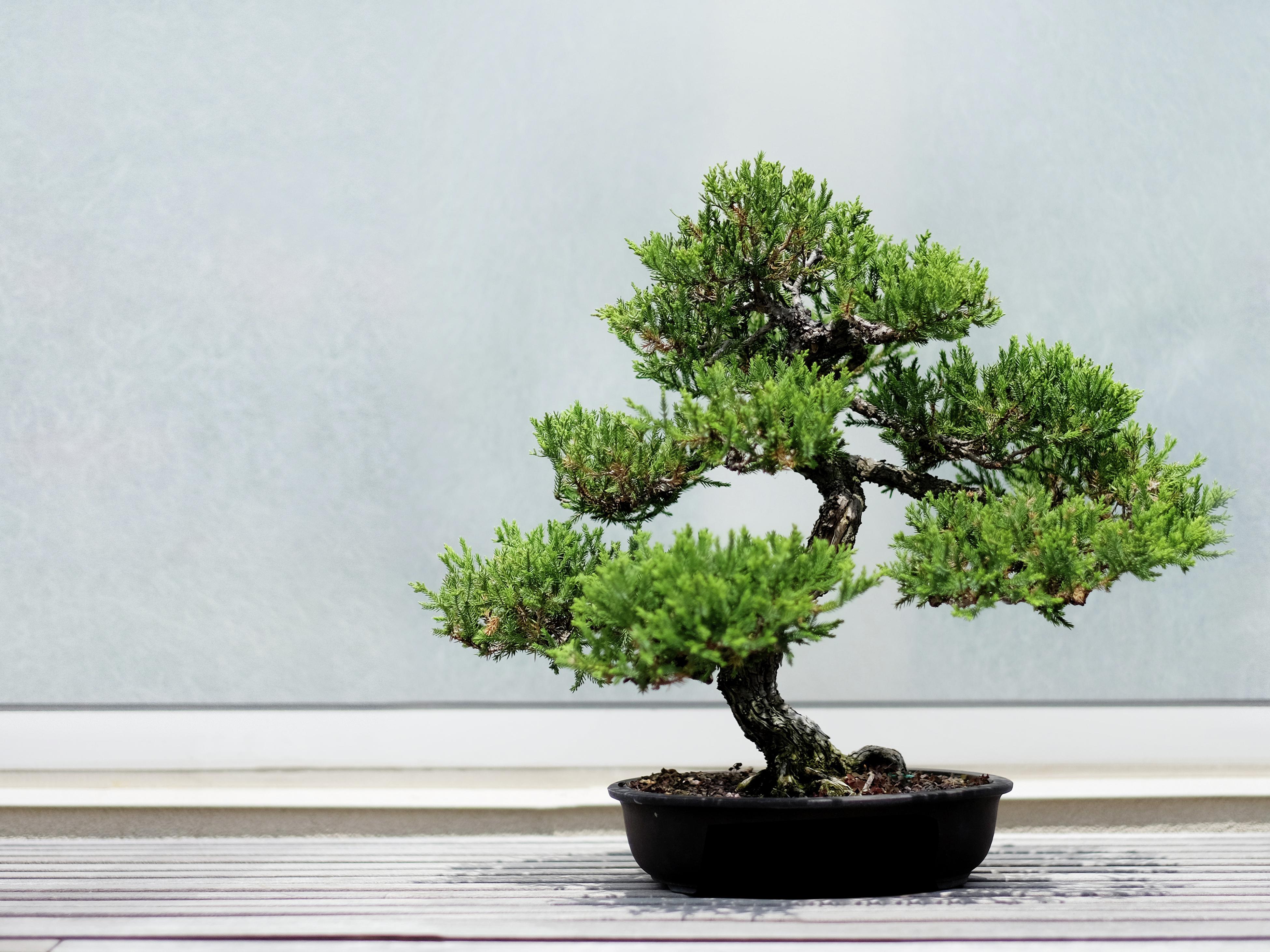Bonsai Trees Bunnings Australia