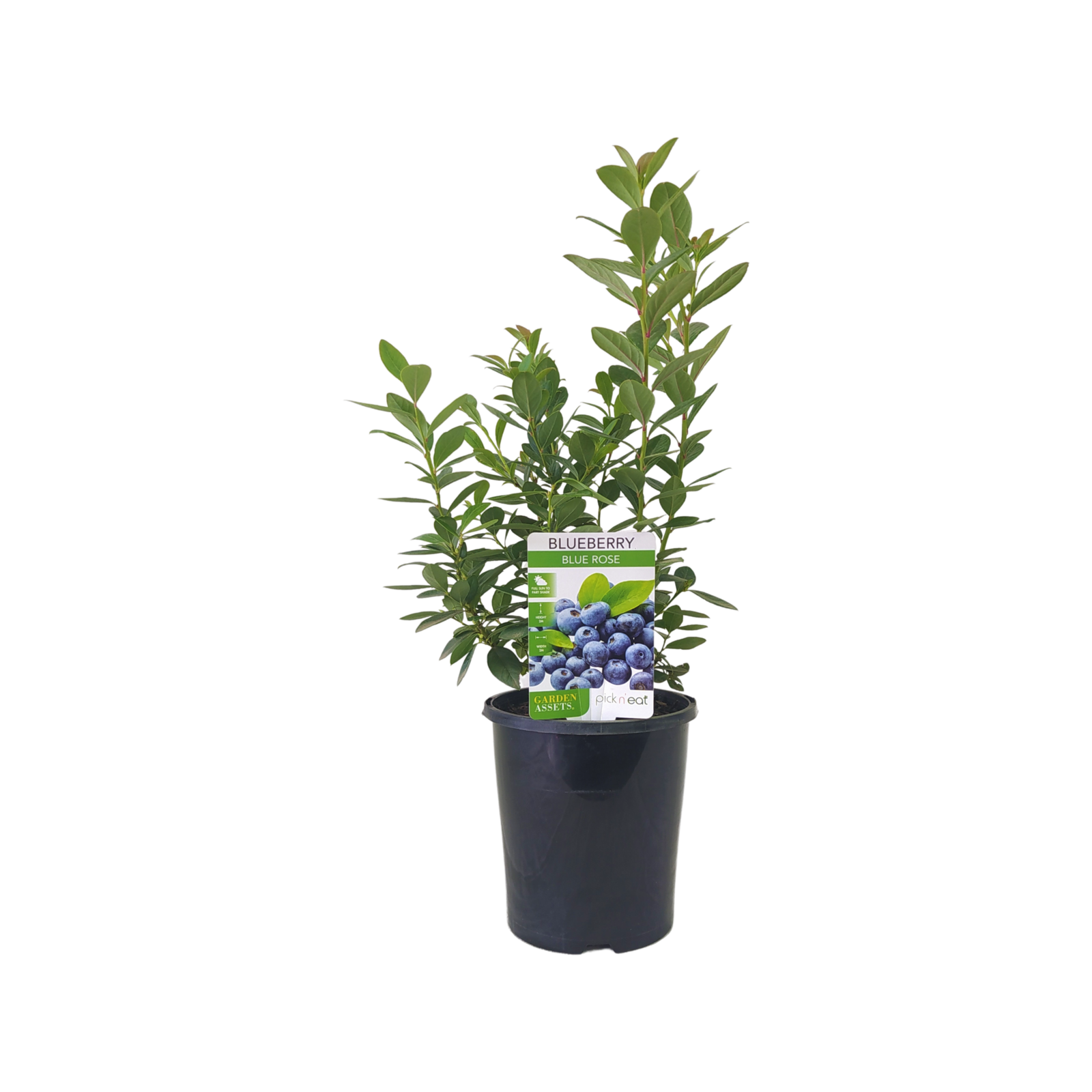 140mm Blueberry Blue Rose Blueberry vaccinium Corymbosum Bunnings