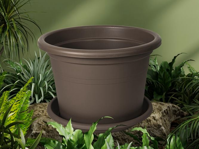 Olive pot with plants around it