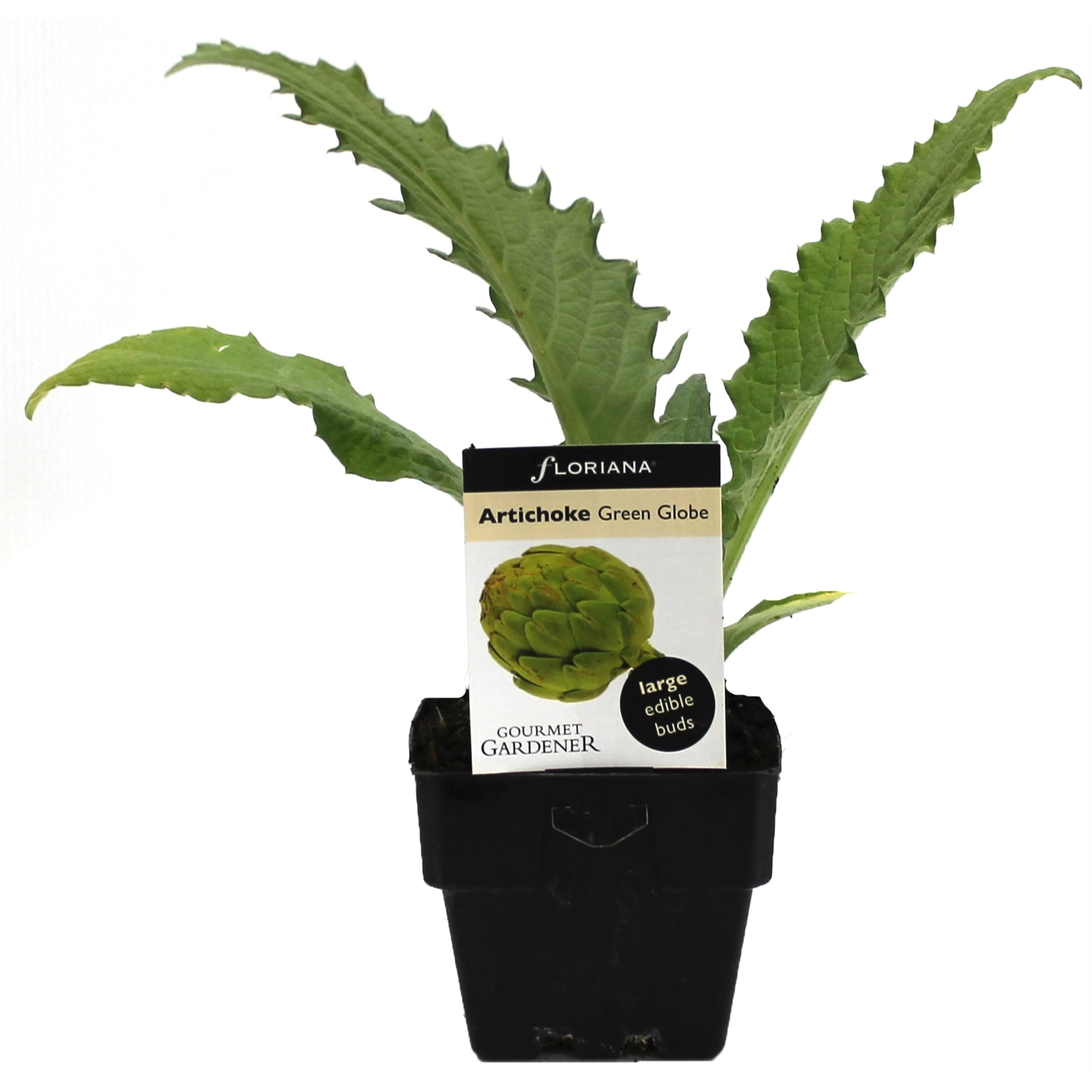 100mm Artichoke Cynaria scolymus Bunnings Australia