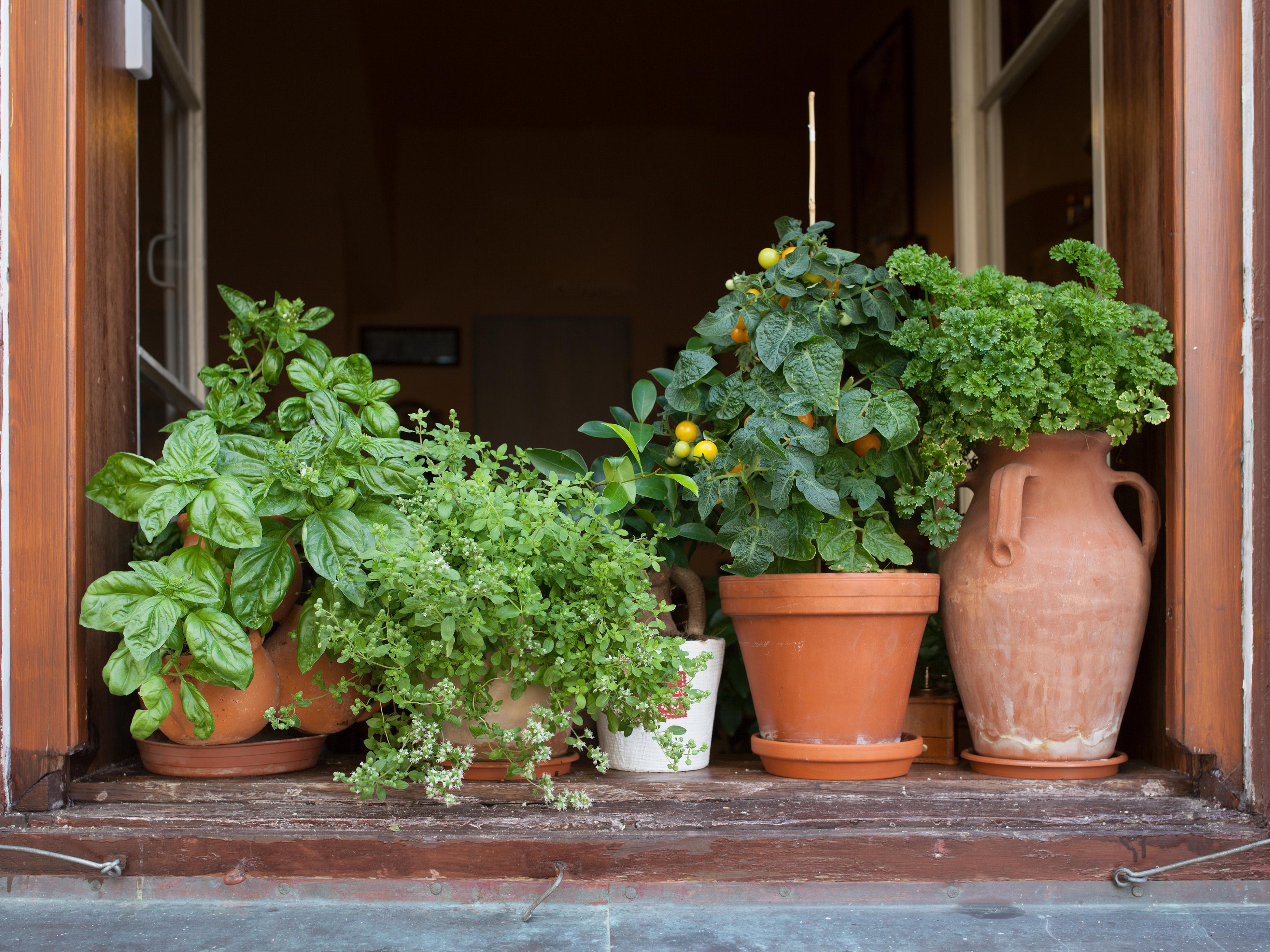 How to Grow Lots of Herbs in a Small Space • Gardenary