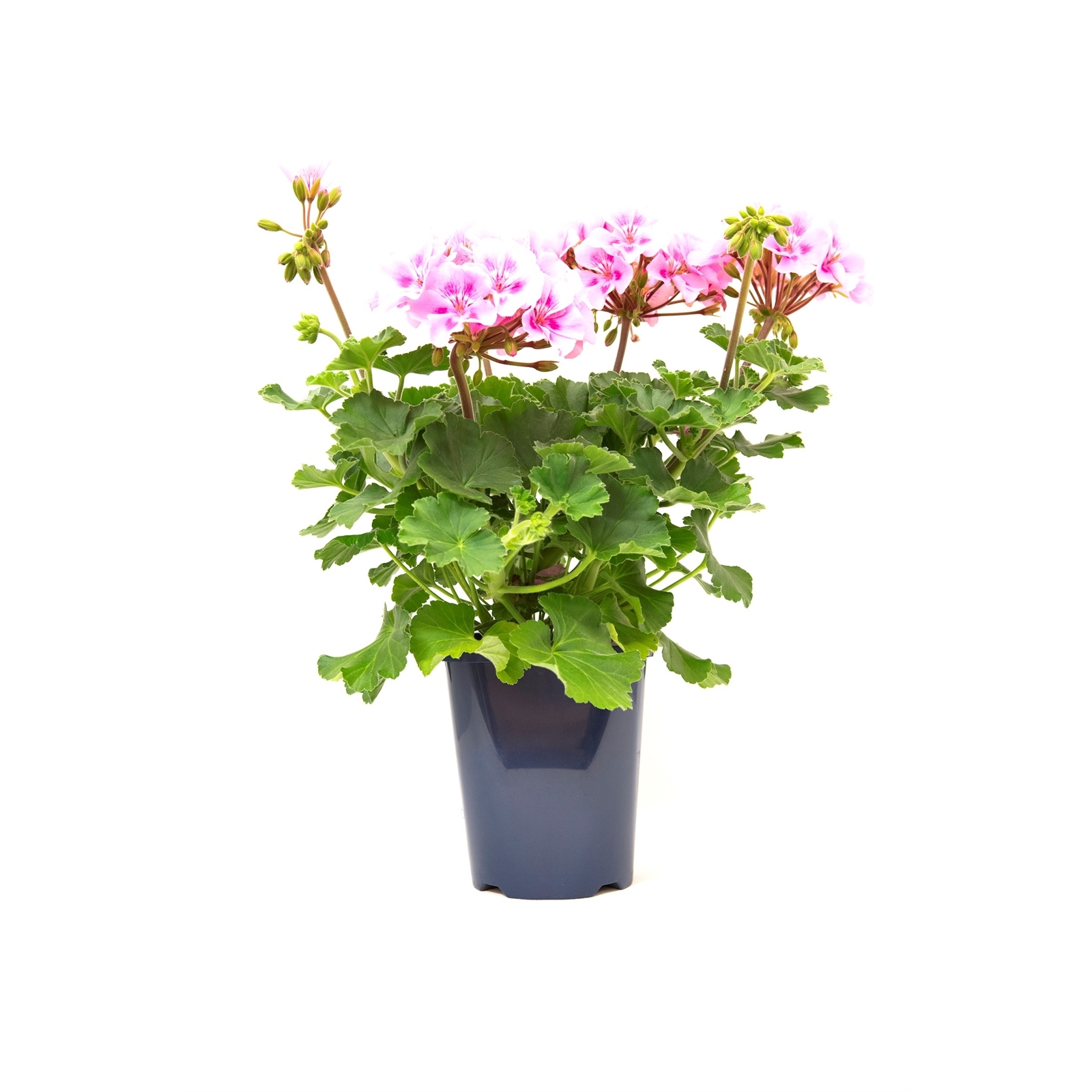 150mm Garden Jewel Geranium Zonale - Bunnings Australia